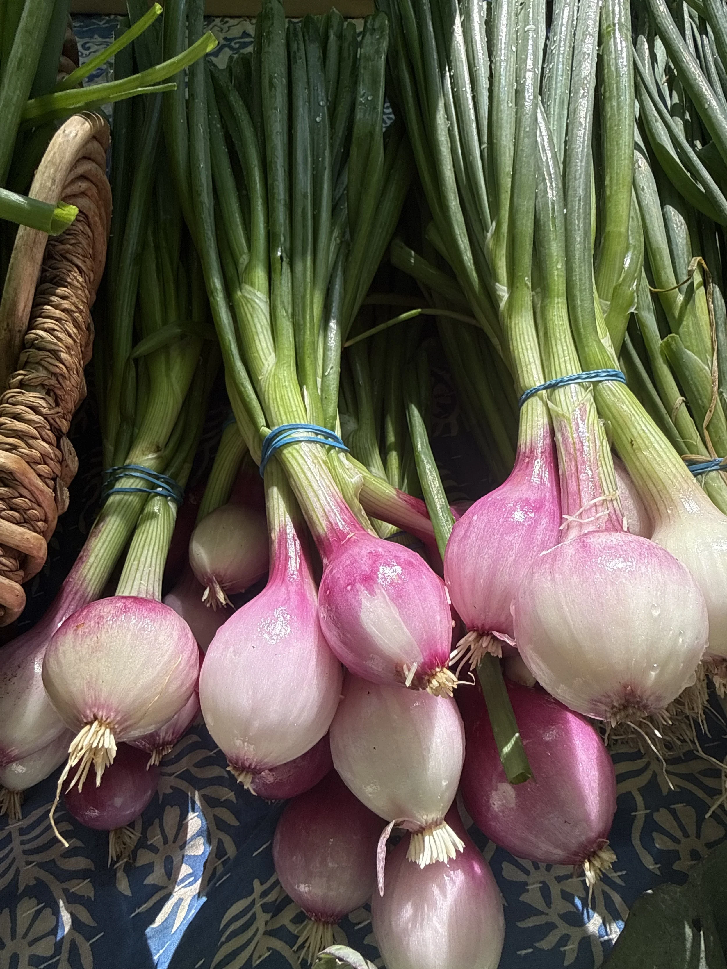 Purplette Onions