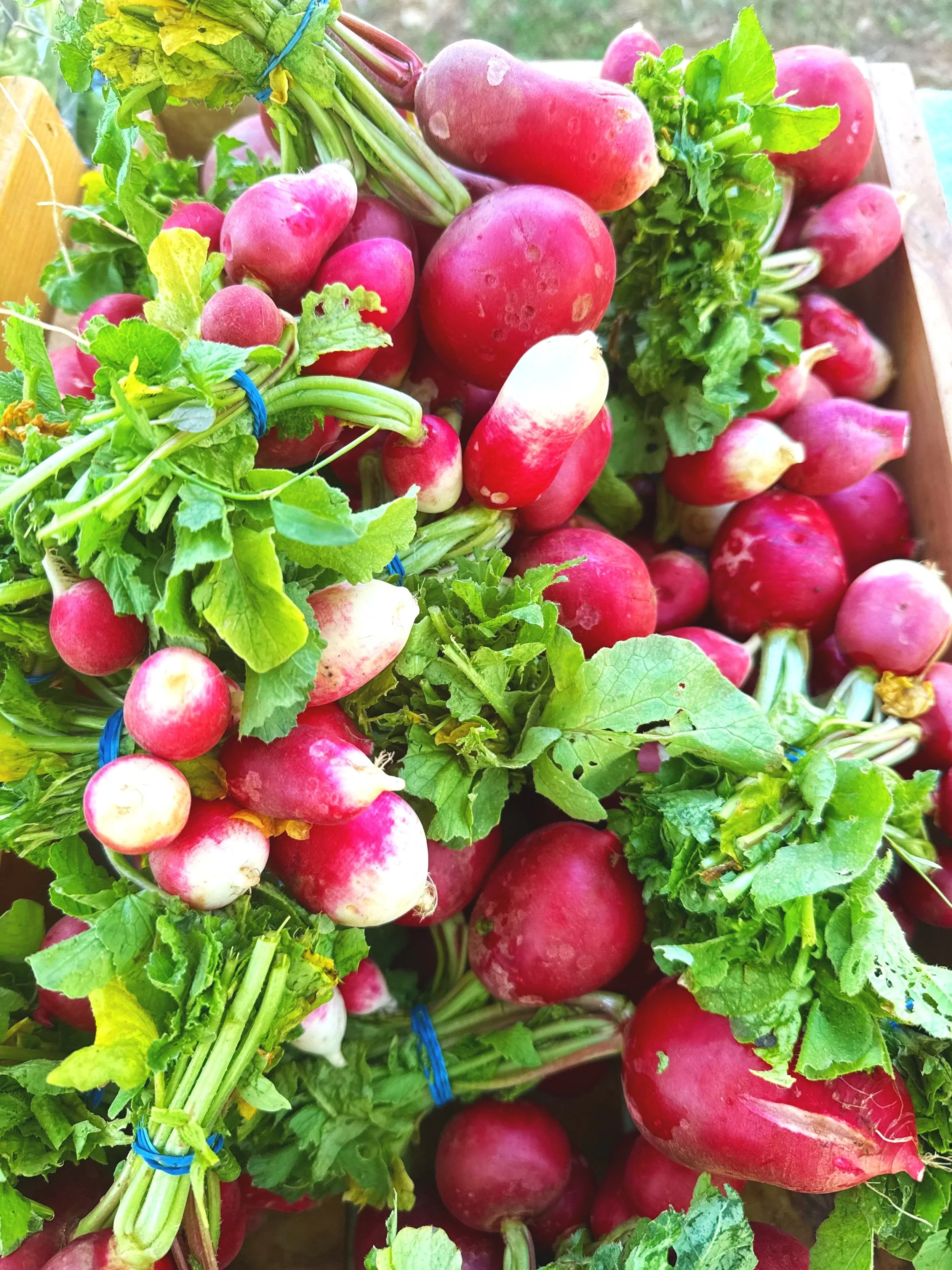 Radishes