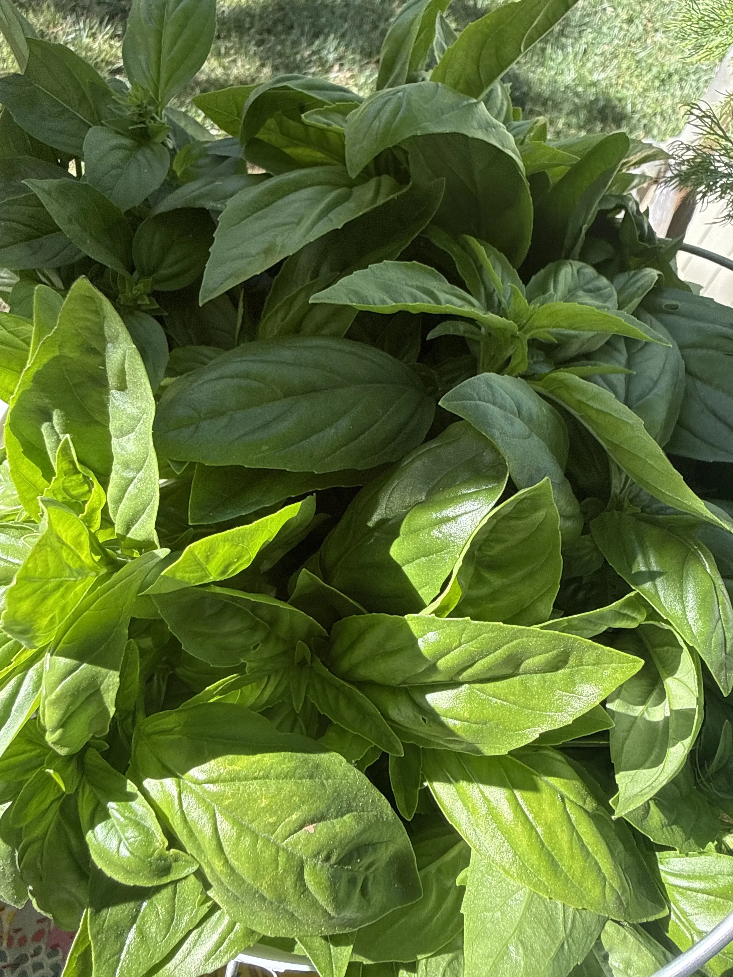 Basil