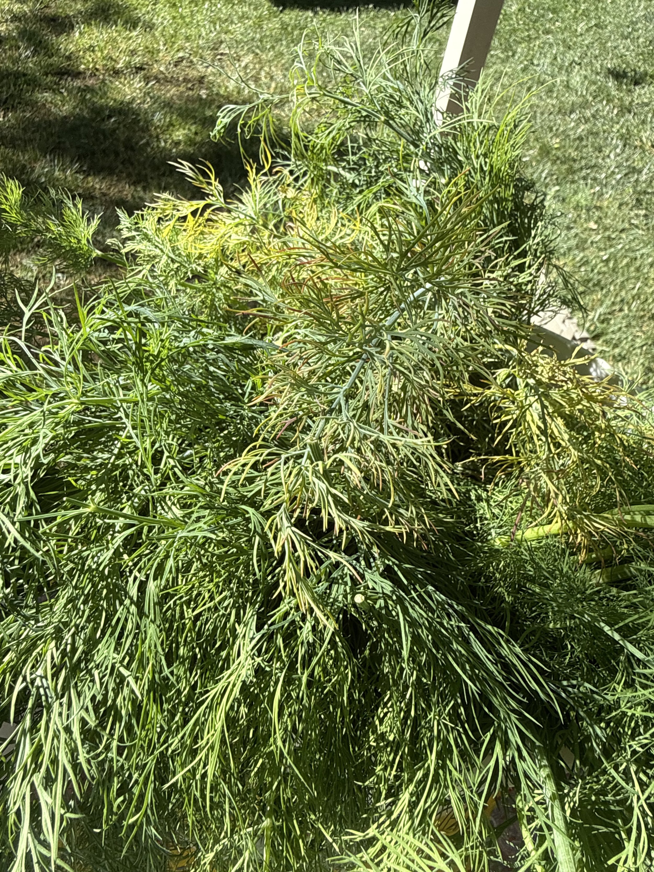 Dill