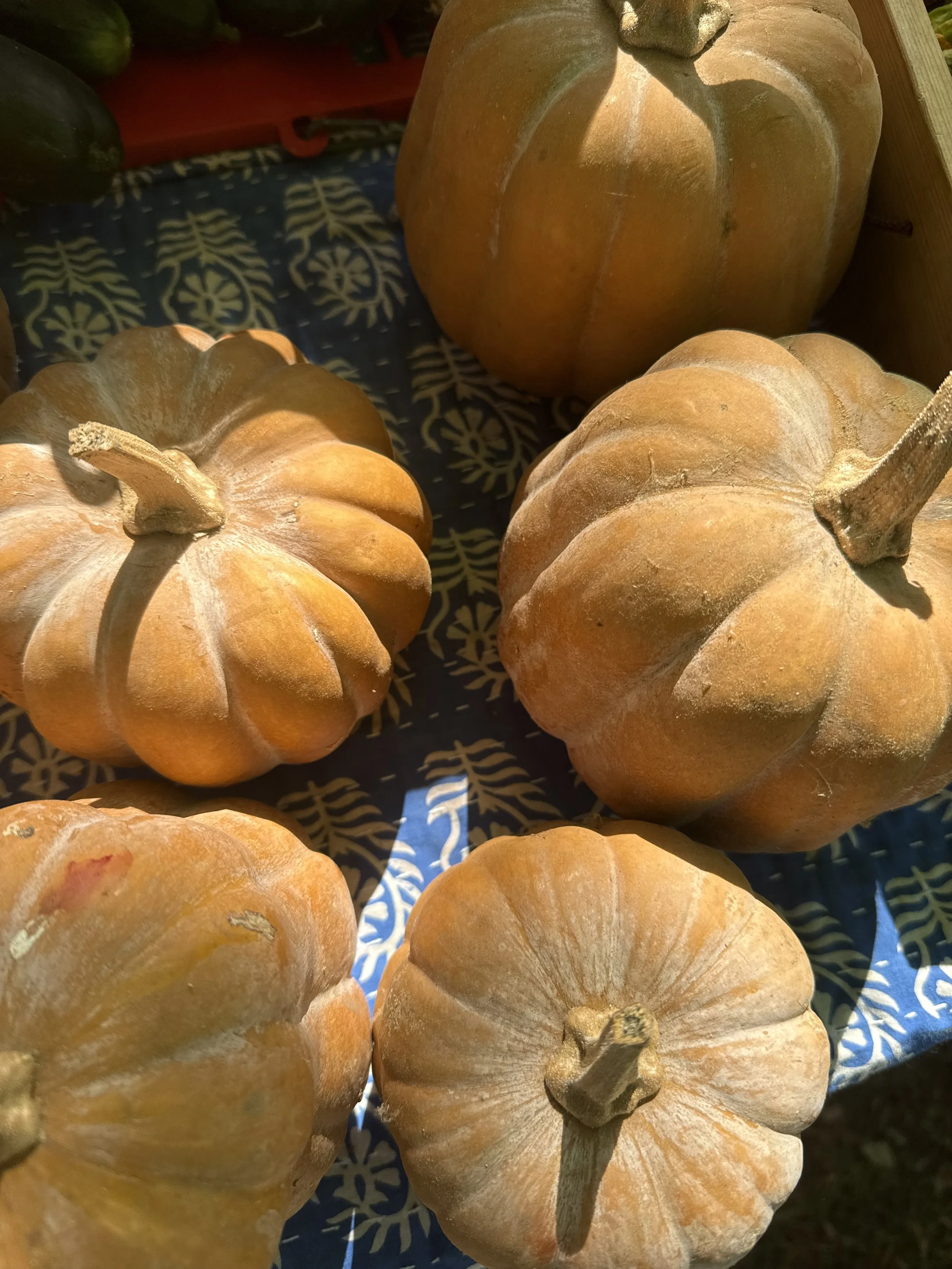 Koginut Squash