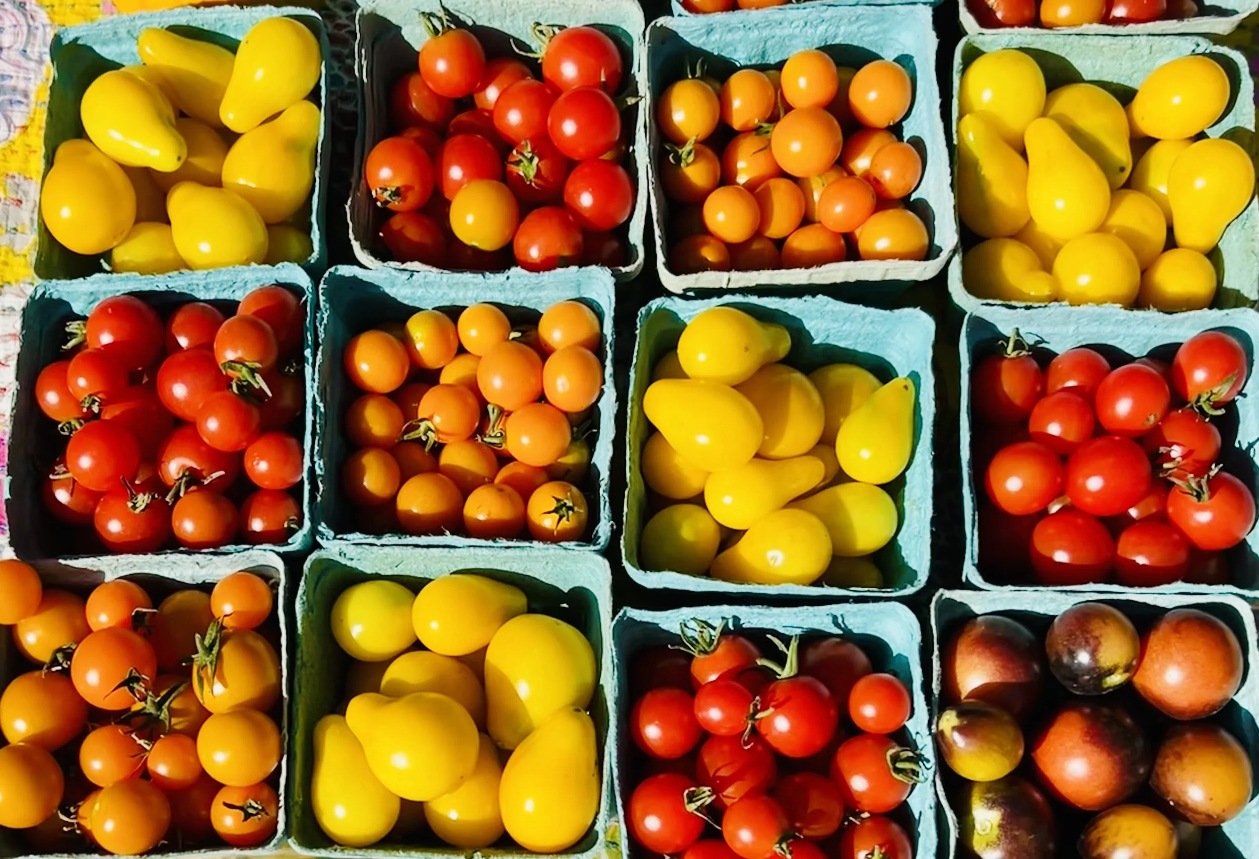 Cherry Tomatoes