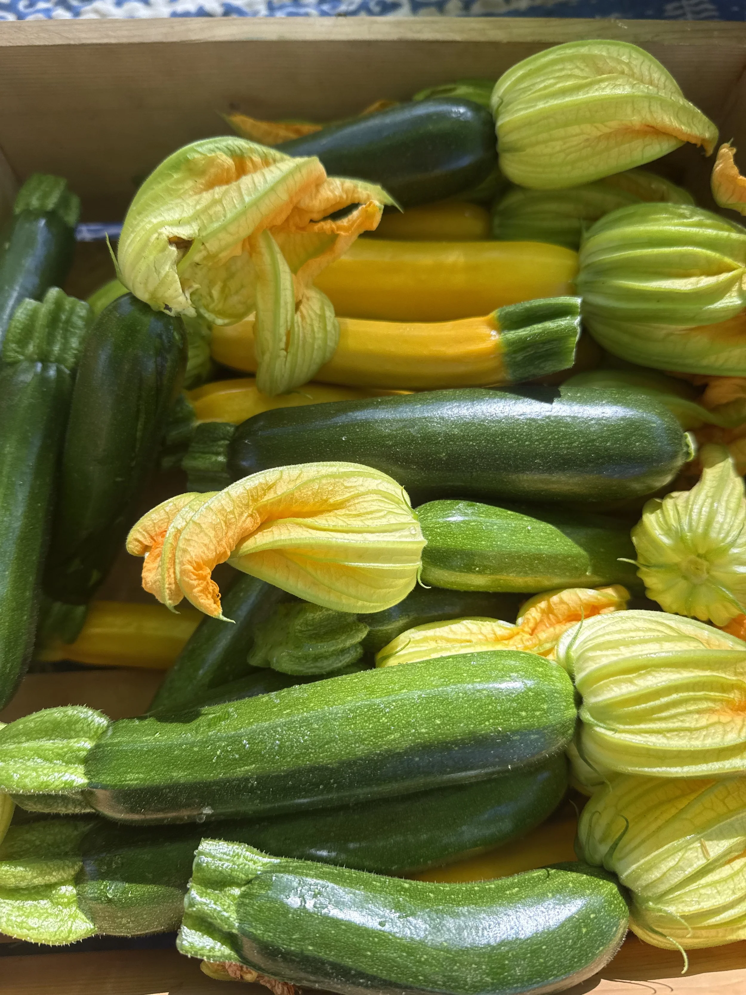 Zucchinni