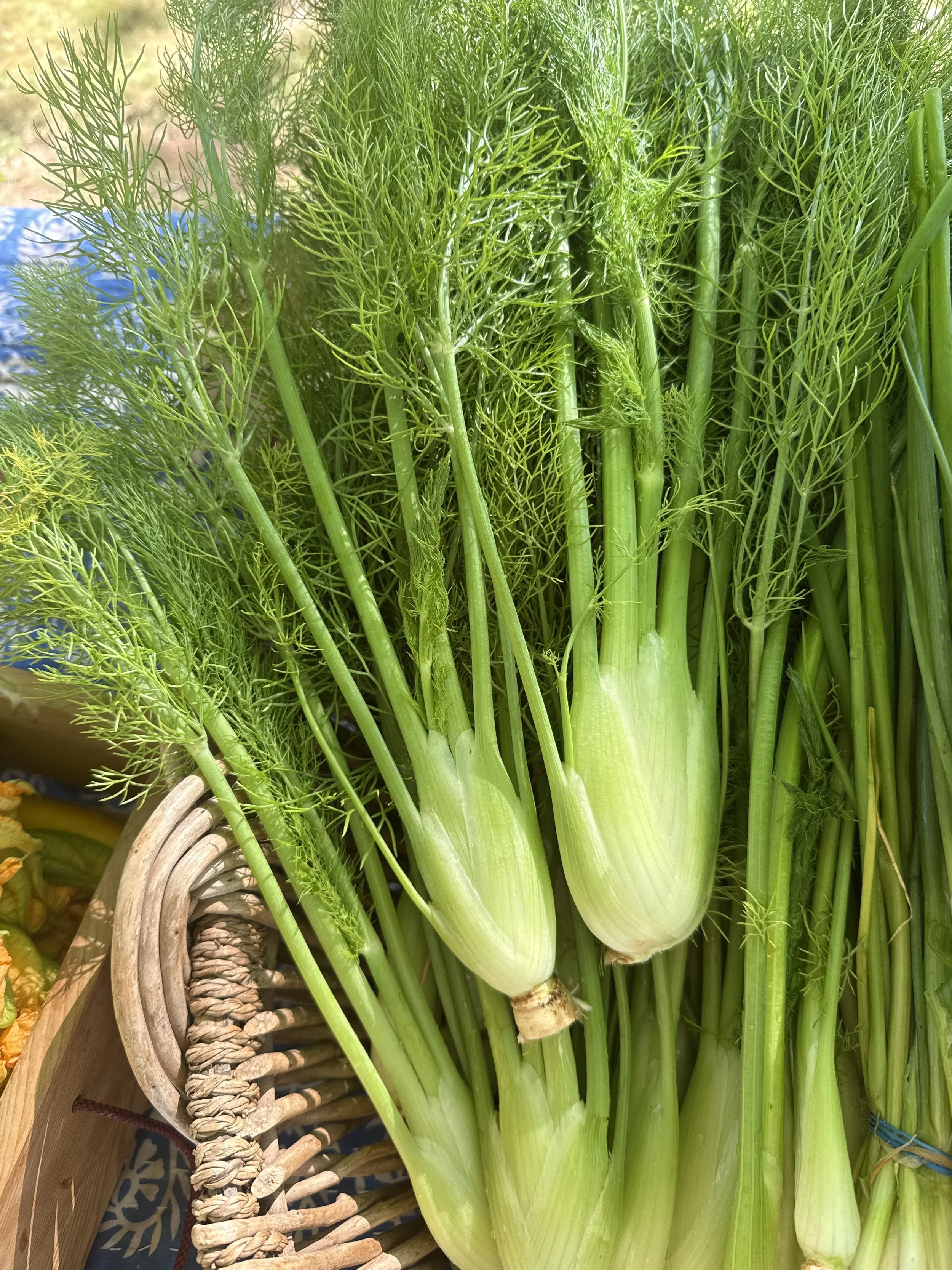 Fennel
