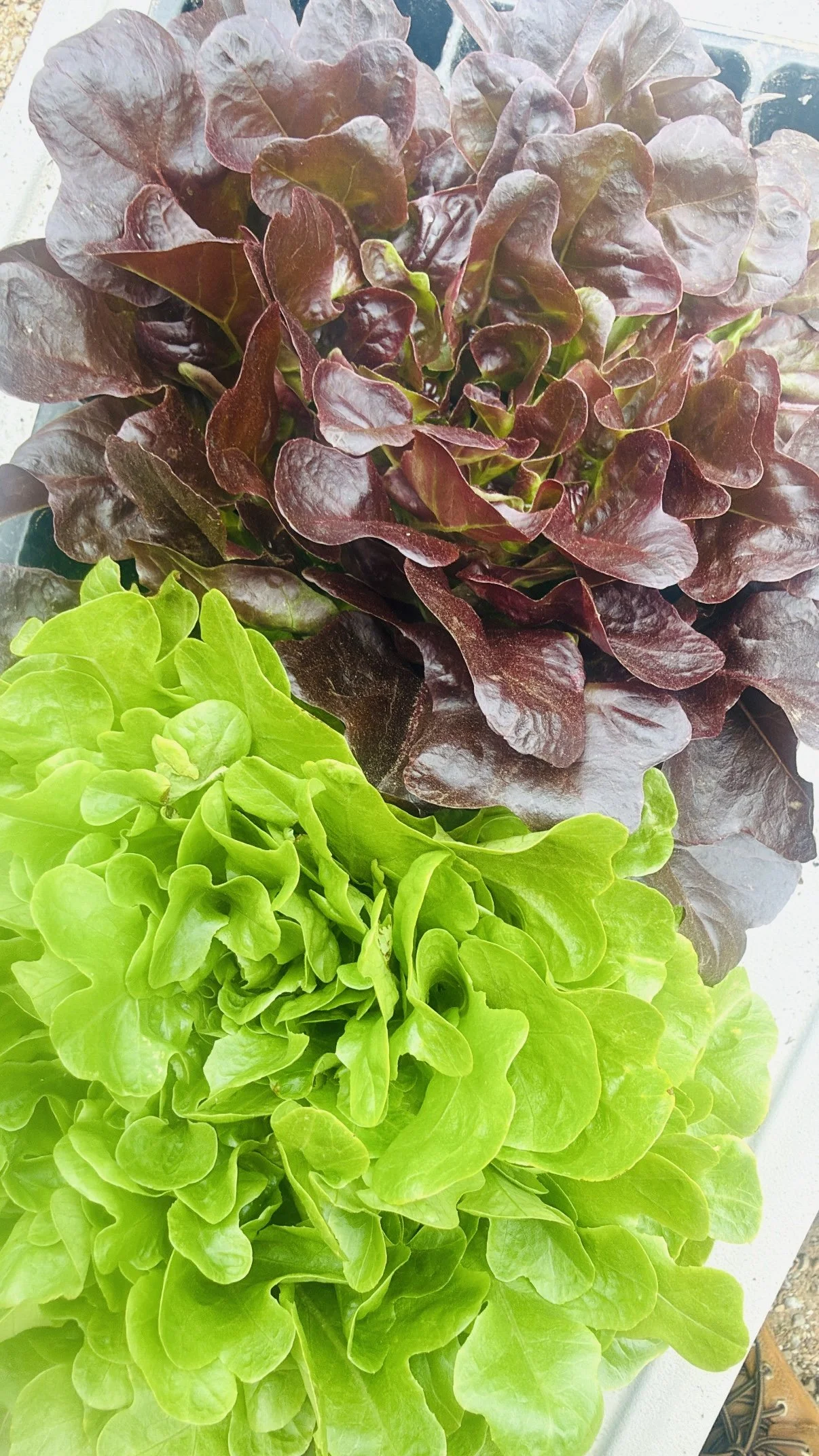Green & Red Leaf Lettuce
