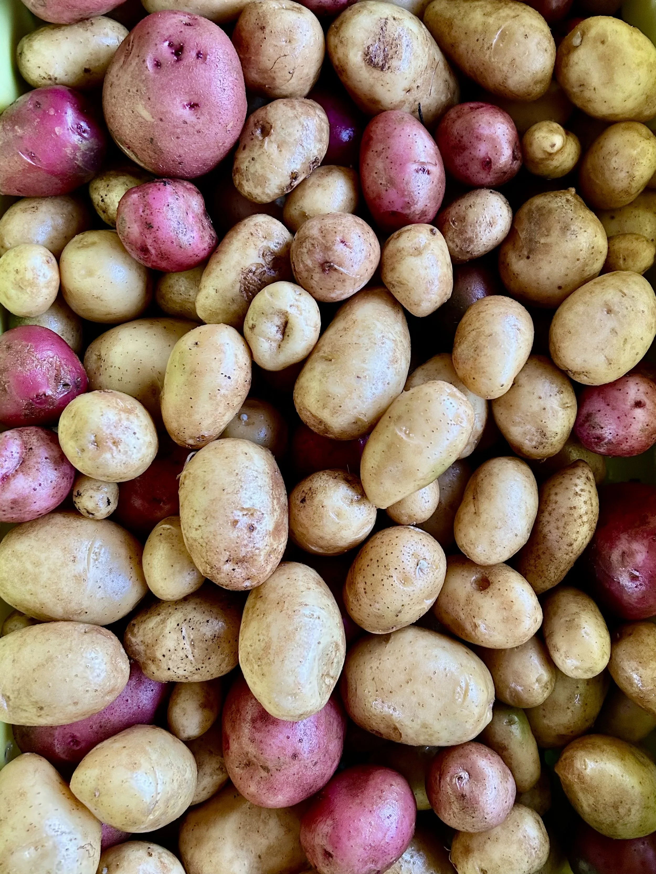Potatoes