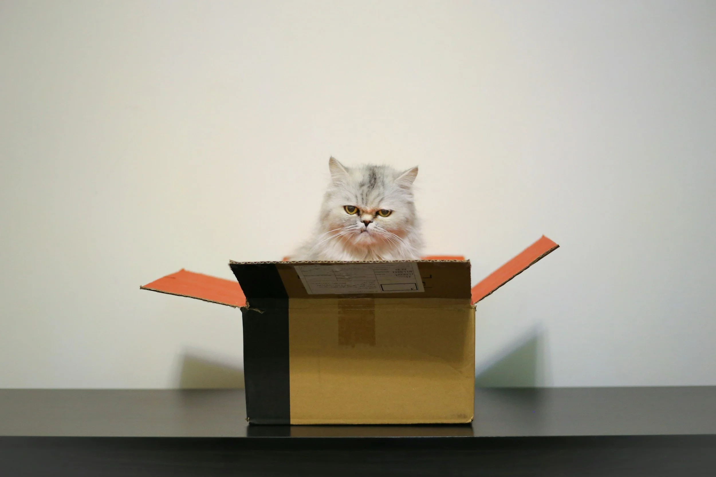 A gray and white cat with a grumpy expression sitting inside an open cardboard box on a gray table against a plain off-white wall.
