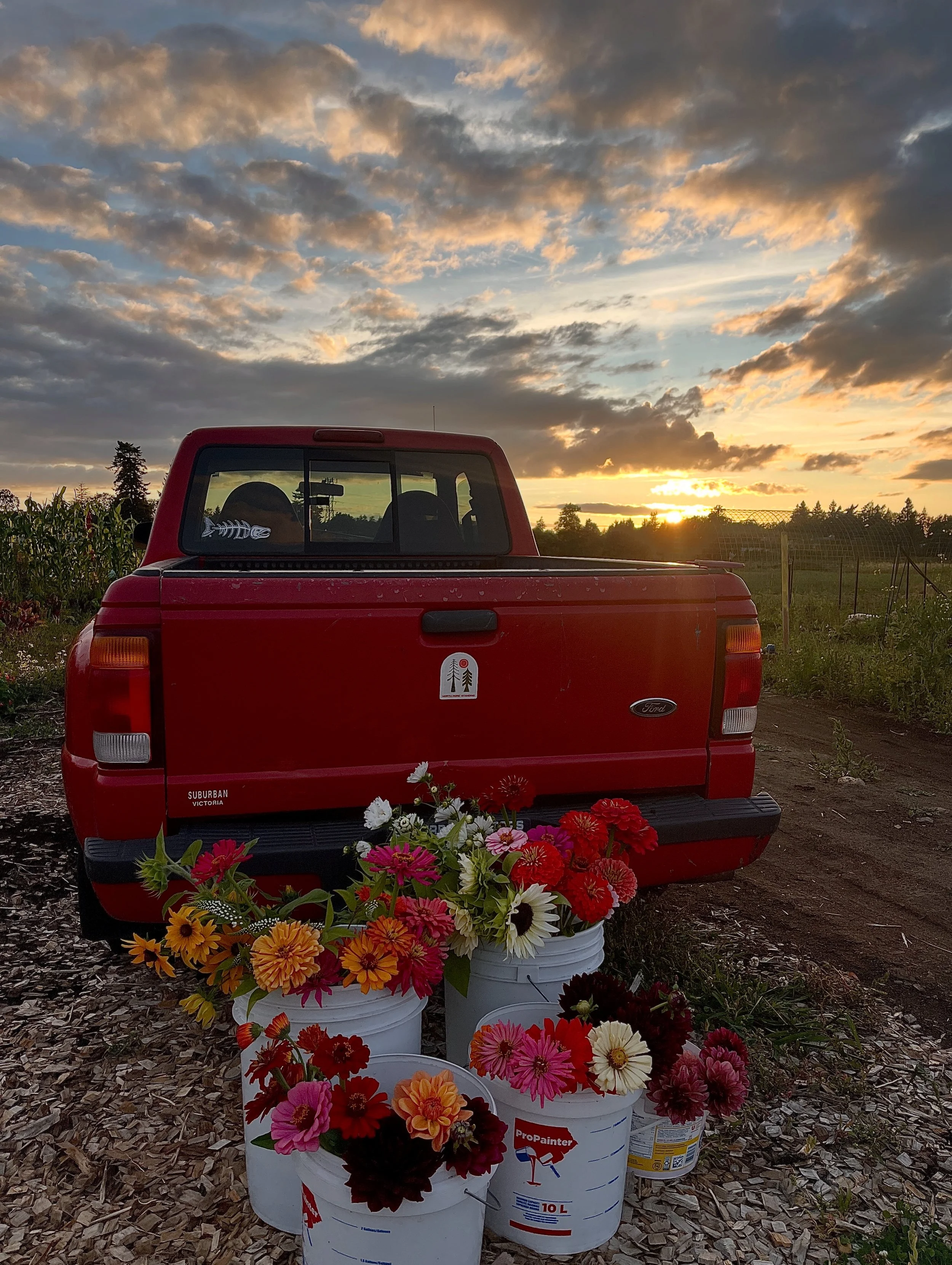 A red pickup truck parked outdoors at sunset with a field and trees in the background. In front of the truck, there are five buckets filled with colorful flowers including zinnias, daisies, and other garden blooms.