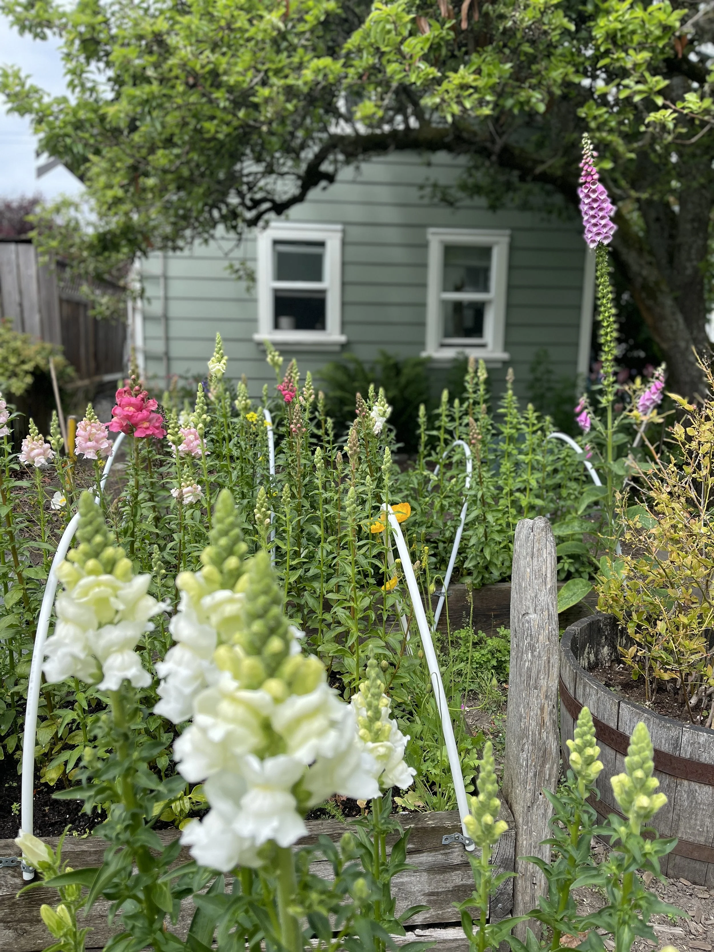 A garden with tall snapdragon flowers in white, pink, and purple, growing in front of a green house with two windows, surrounded by a wooden fence and a garden bed with a wooden border.