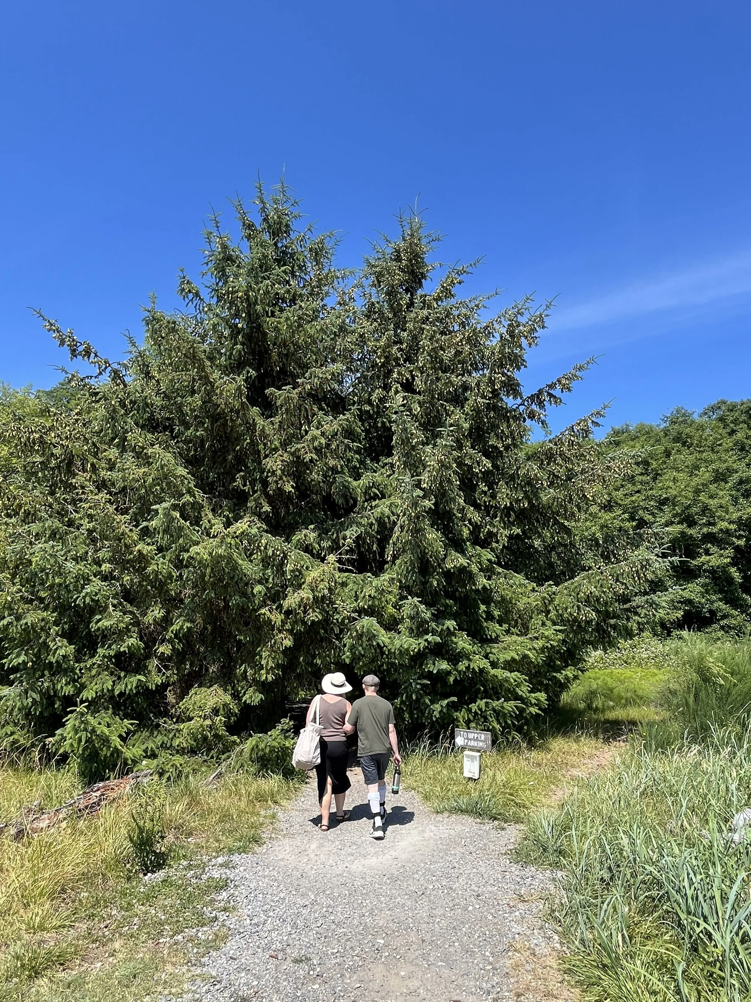 Woman and son walking into the forest
