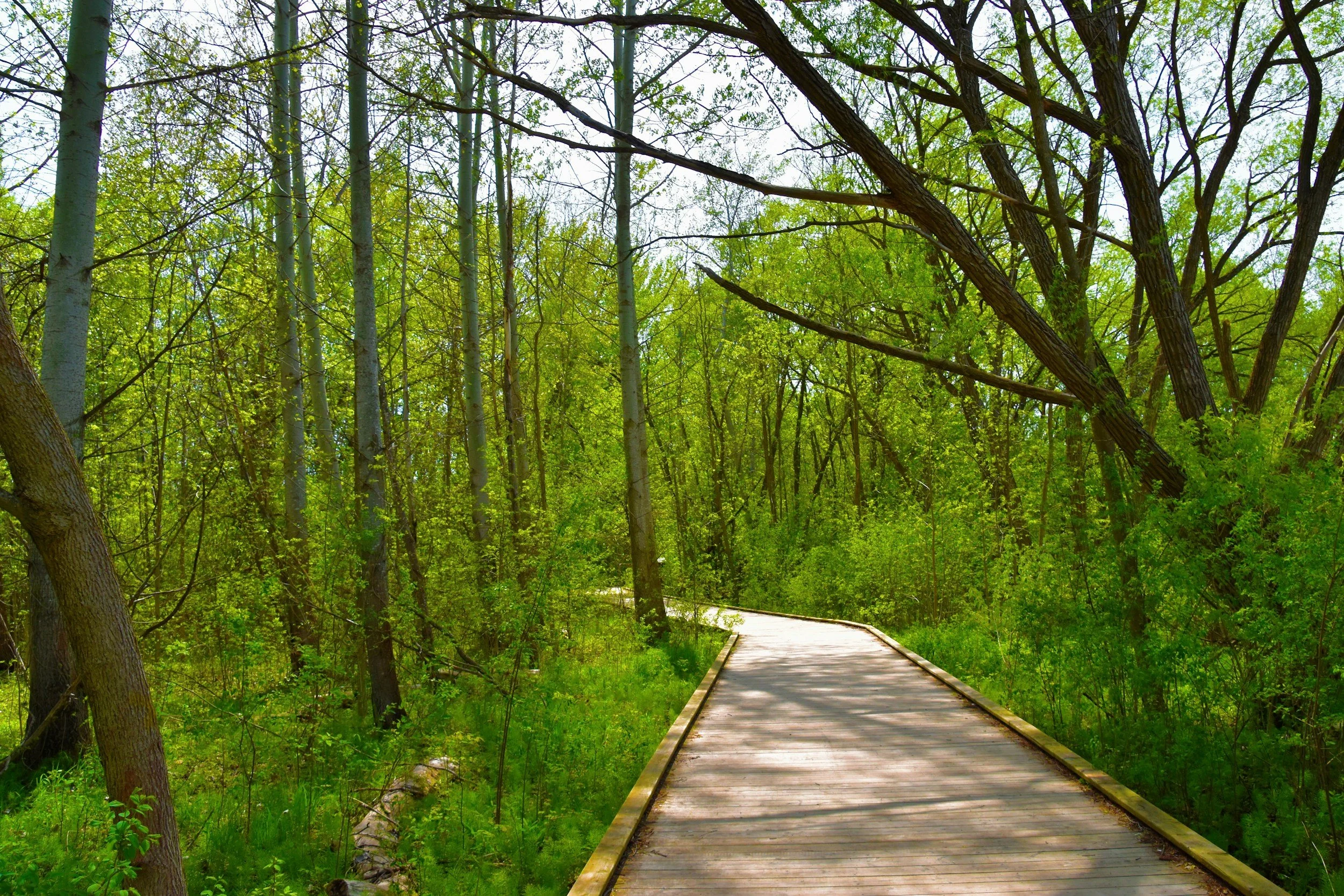 A wooden pathway through a green forest with tall trees and lush foliage.