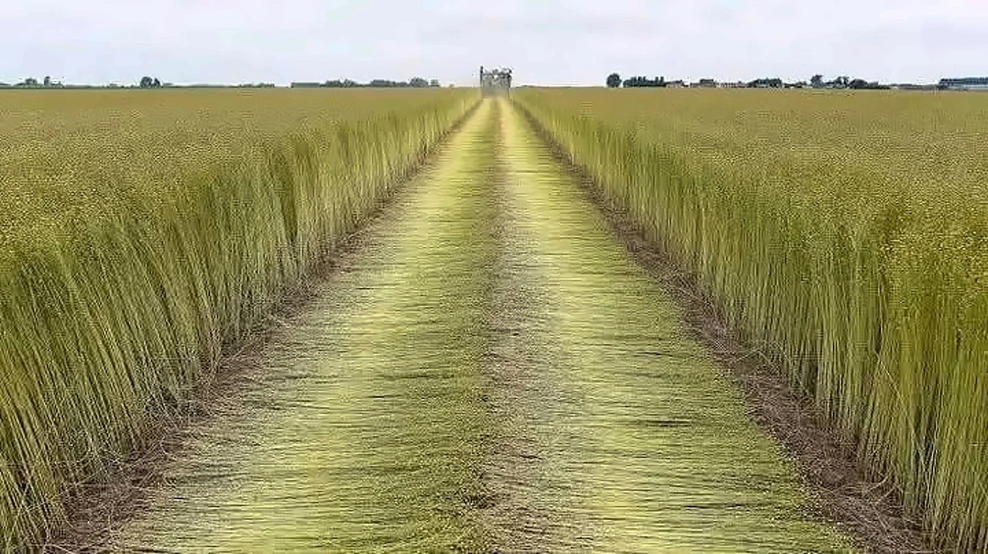 Long dirt path through a wheat field with a blue sky overhead and distant structures on the horizon.