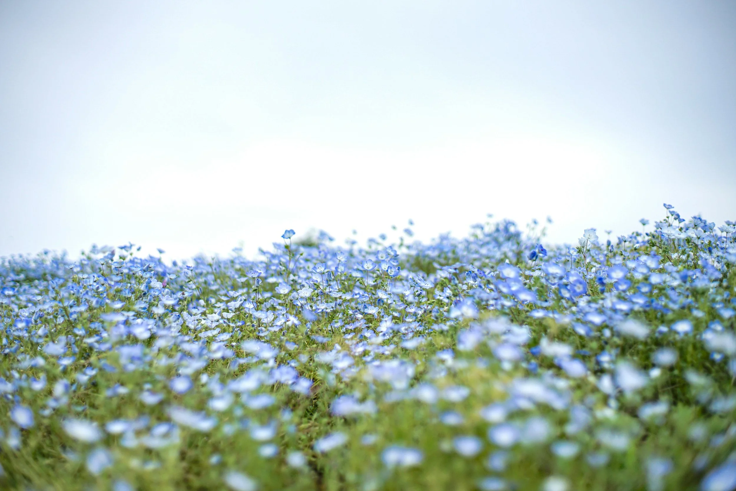 A field of blue and white flowers under a light blue sky.