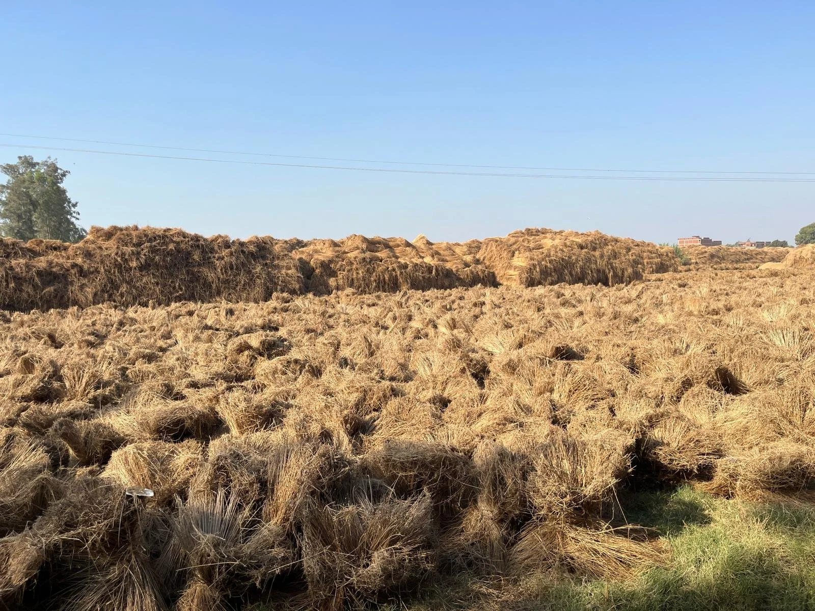 Field of harvested wheat or grass with stacks of hay and a clear blue sky.