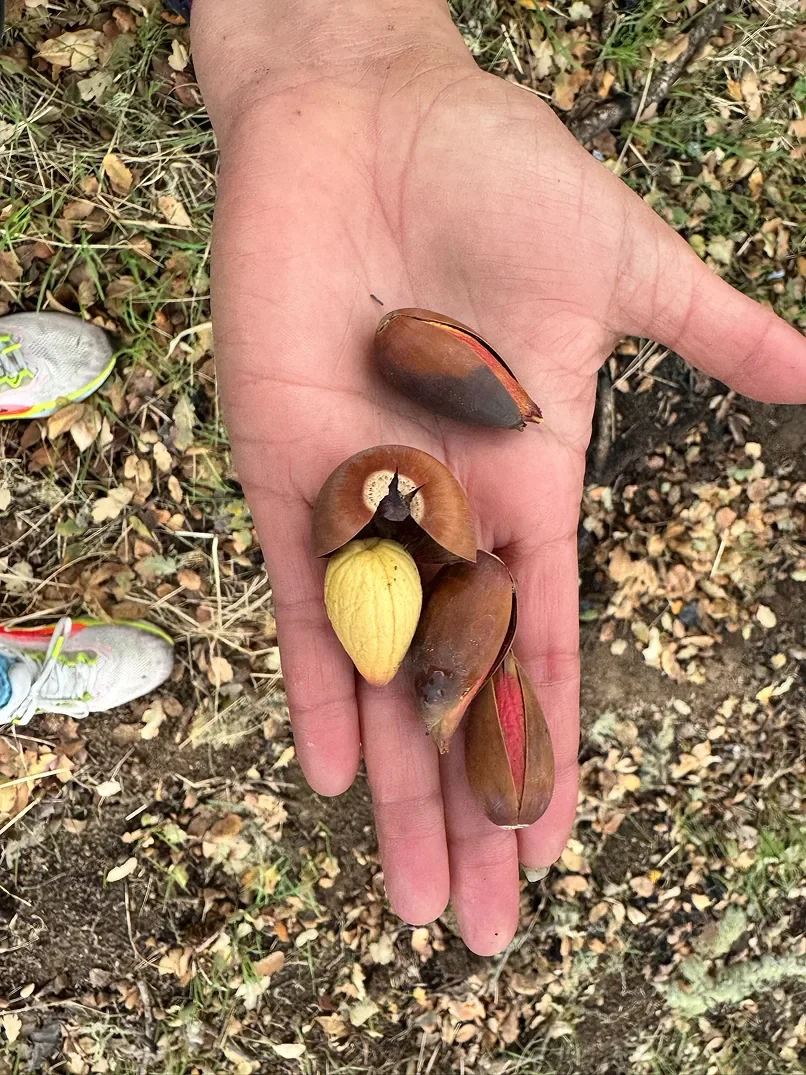 cfrr-native-seeds-oak-woodland.webp