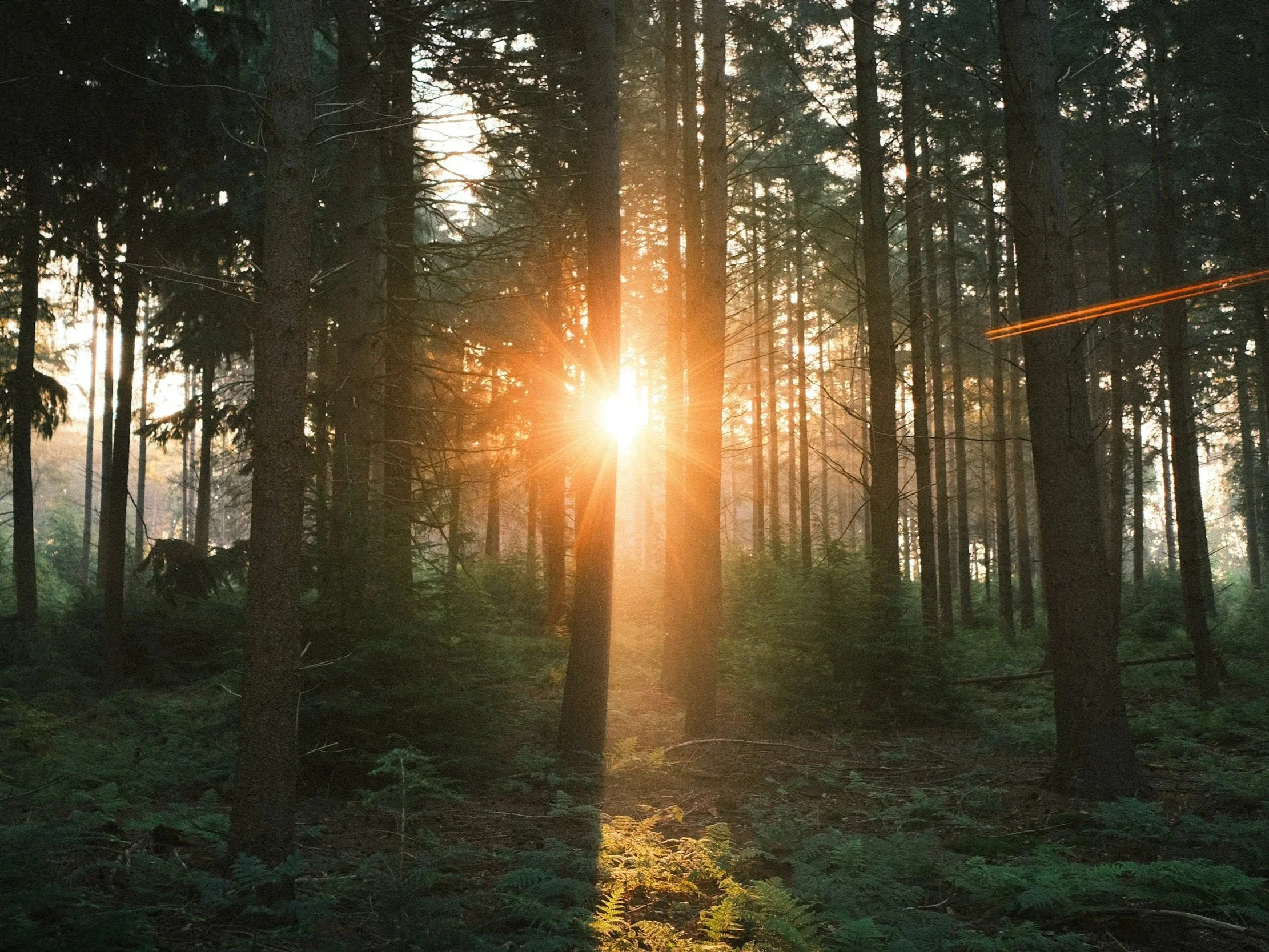 Sunset shining through a dense forest with tall trees and a forest floor covered in ferns and underbrush.