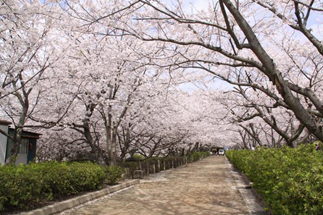 A row of cherry blossoms lines a pathway with green shrubs at their base.