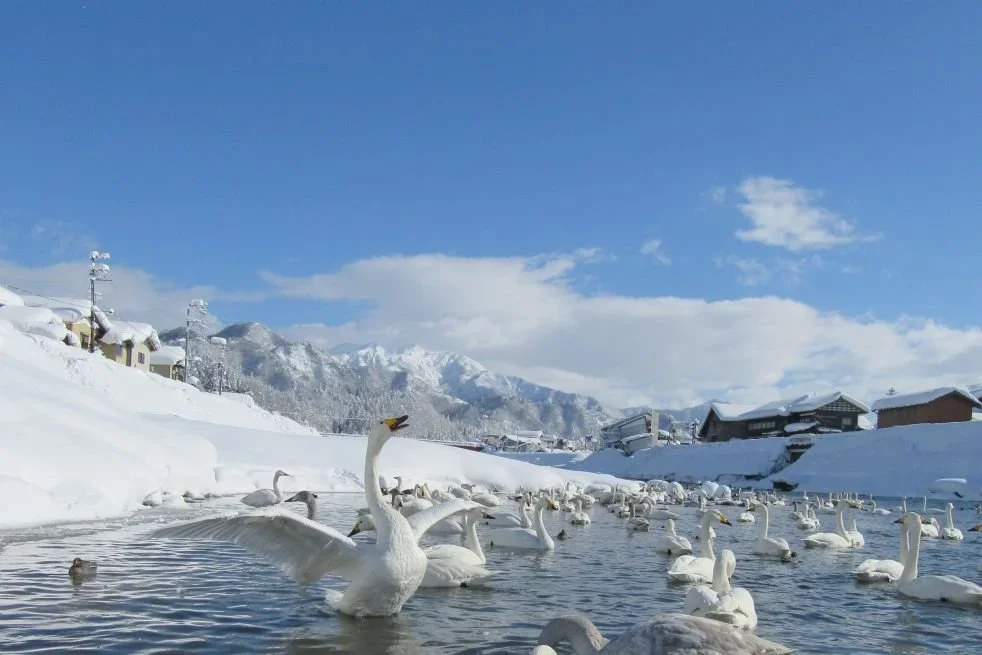 Swans on a lake in rural Japan.
