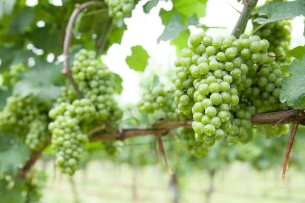 Several green grapes bunches hang from a vine.