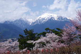 Cherry blossoms on the side of a mountain with snow capped mountain in the background.