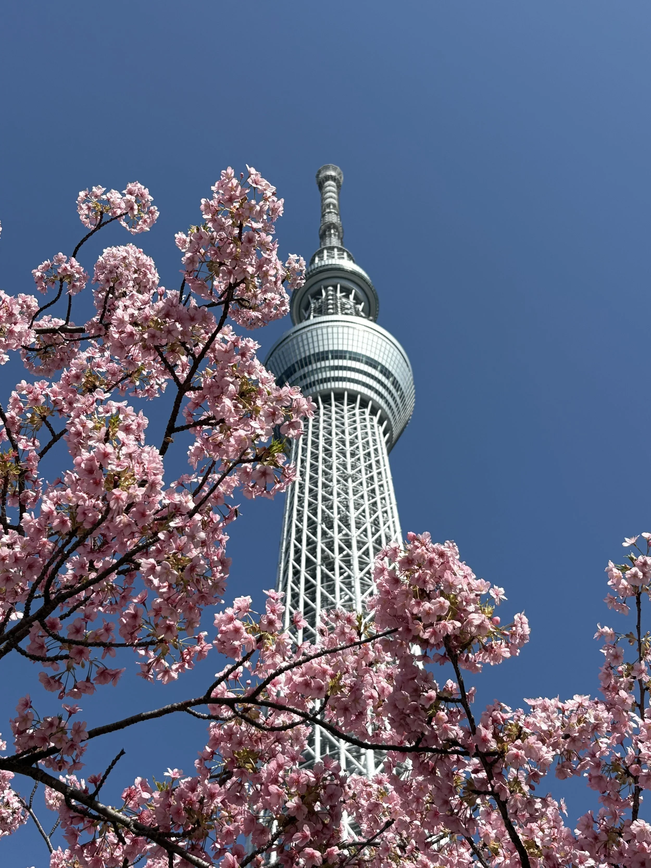 A view  from below looking up of the tallest building in Tokyo called Sky Tree and cherry blossoms at it's base.