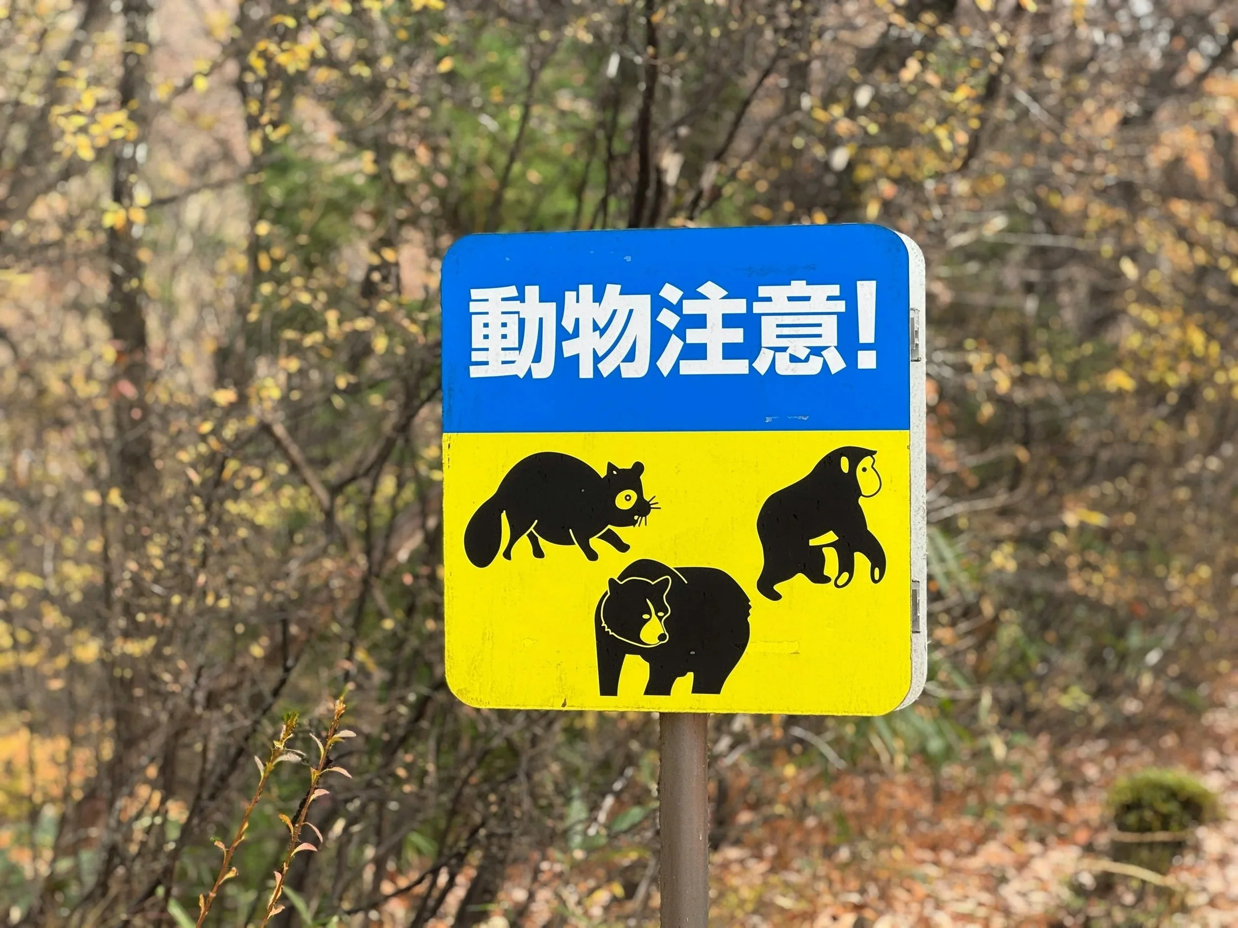 Stay Safe in the Wild: Your Essential Guide to Bear Encounters in Japan