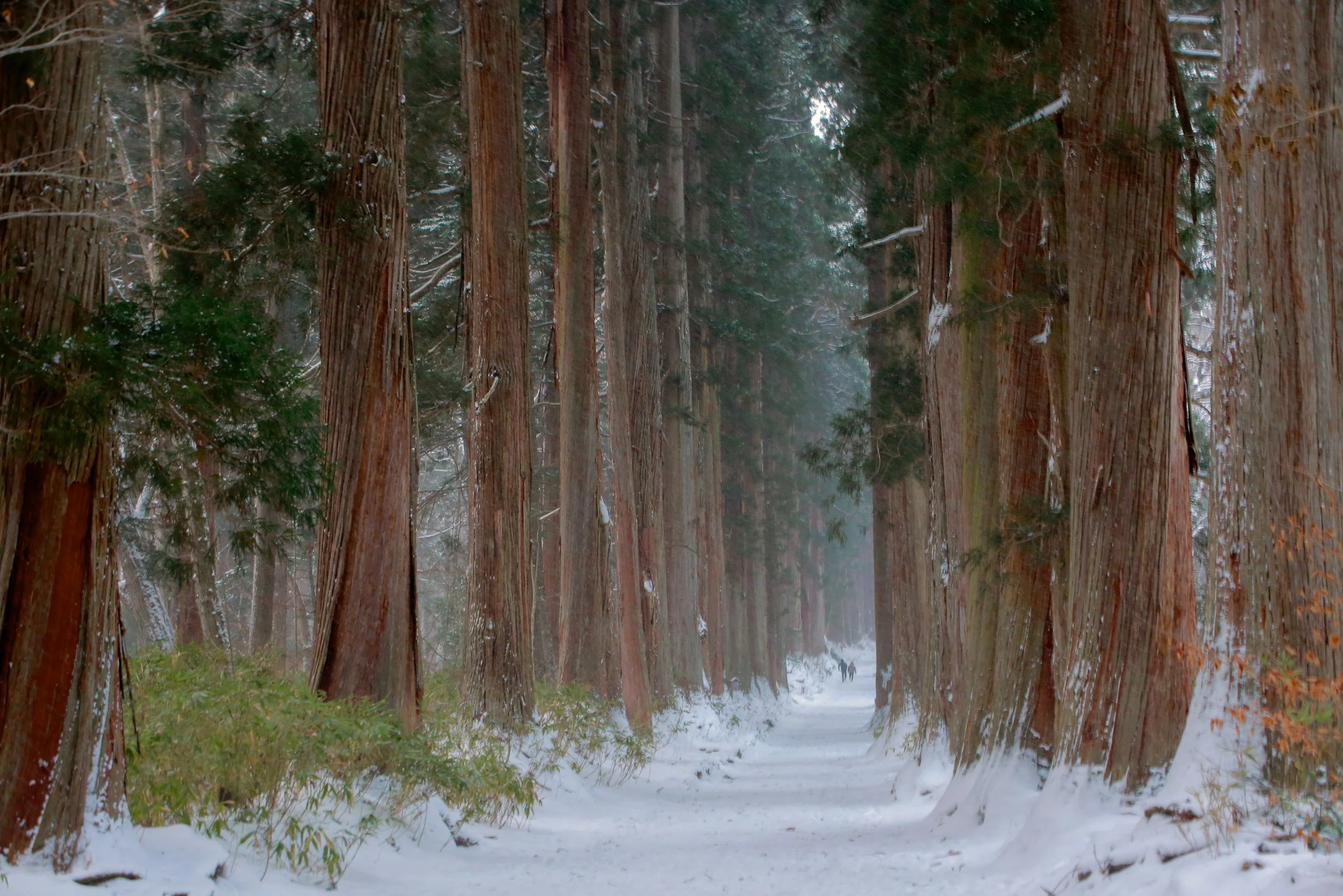 Forest Bathing and Stress Reduction: Shinrin-yoku Meets Neuroscience