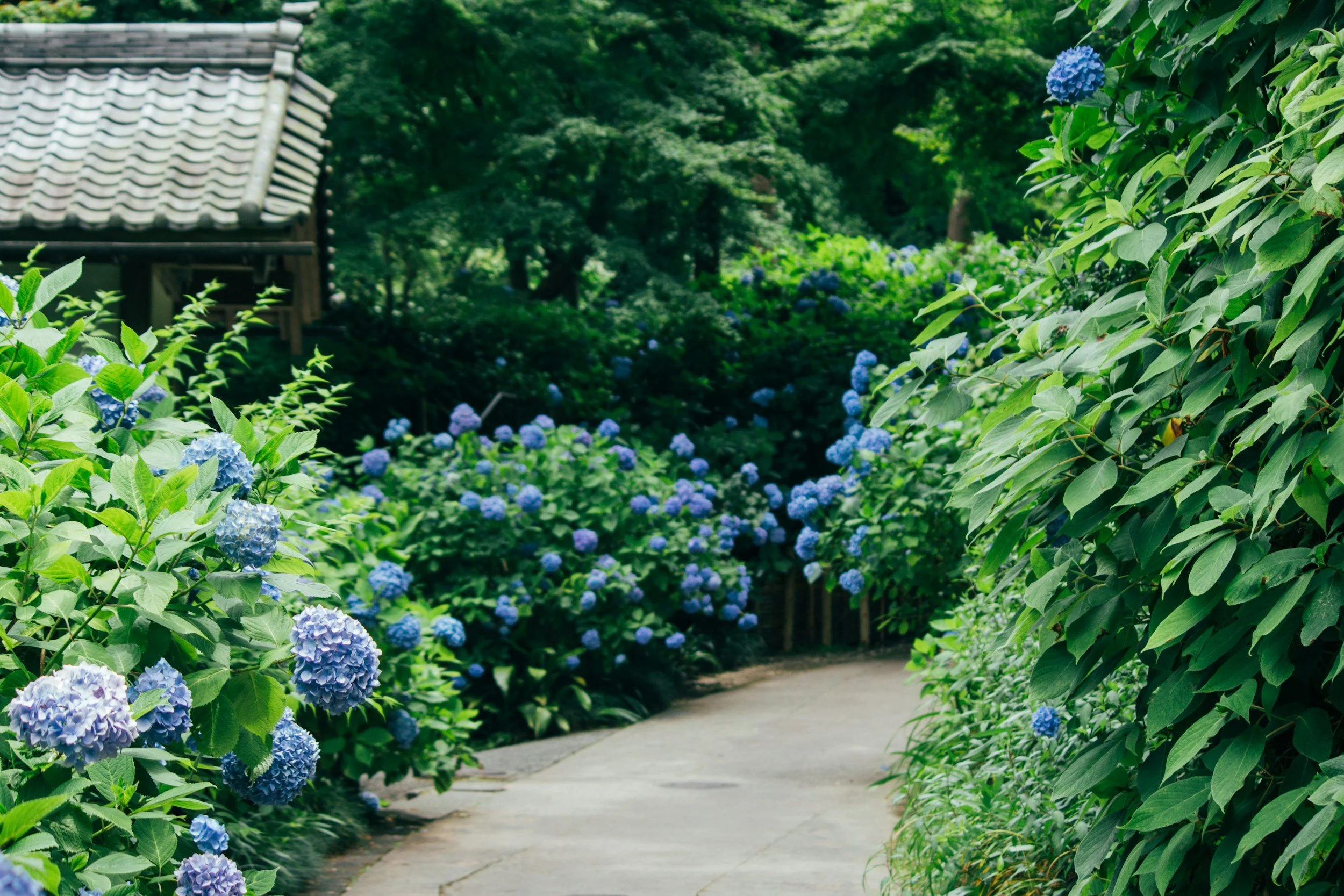 How to stay hydrated in Japan’s summer heat