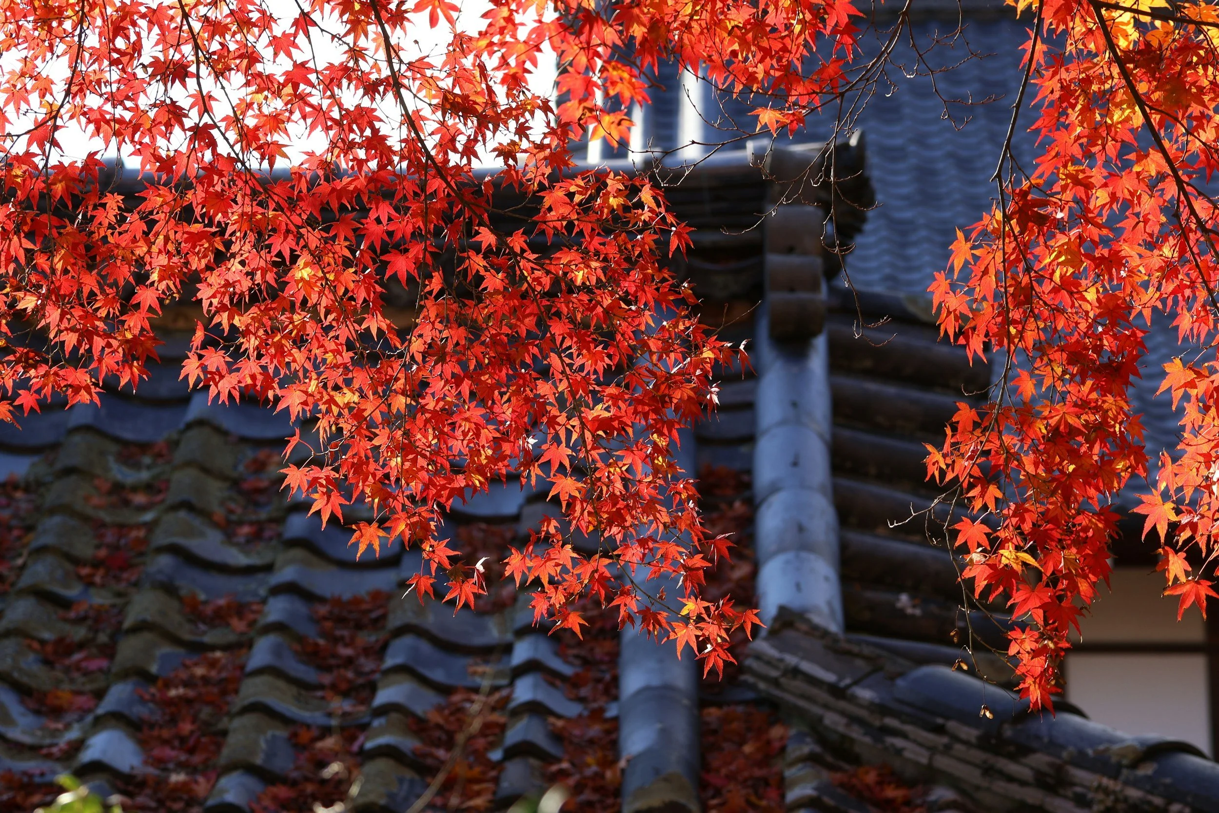The 10 best gardens in Japan to visit this fall
