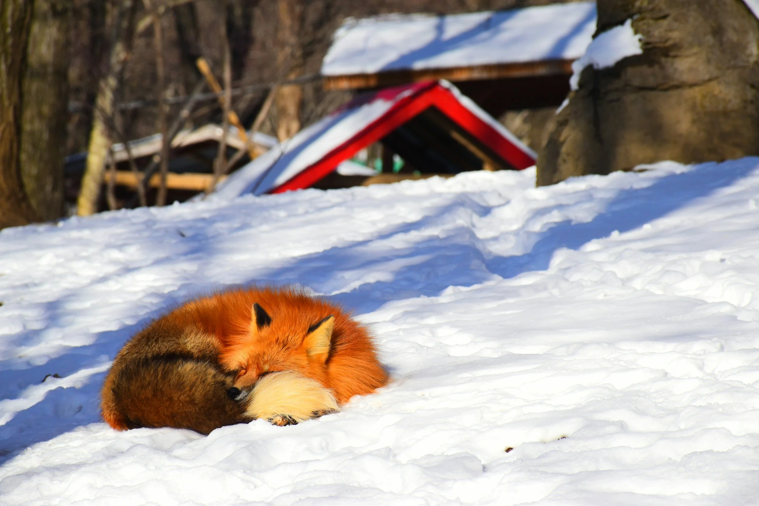 A Winter's Tale: Aomori and Iwate Experience
