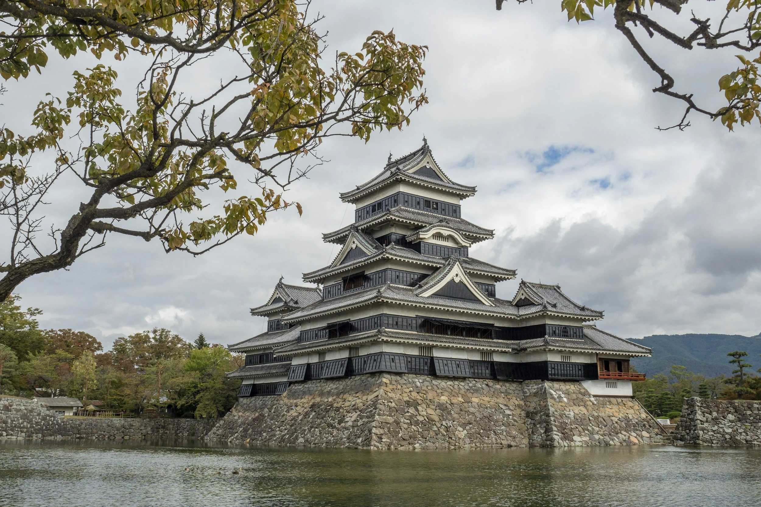 5 story Matsumoto castle with a black facade on top of a stone base with a moat and a green cherry blossom tree in the forground.