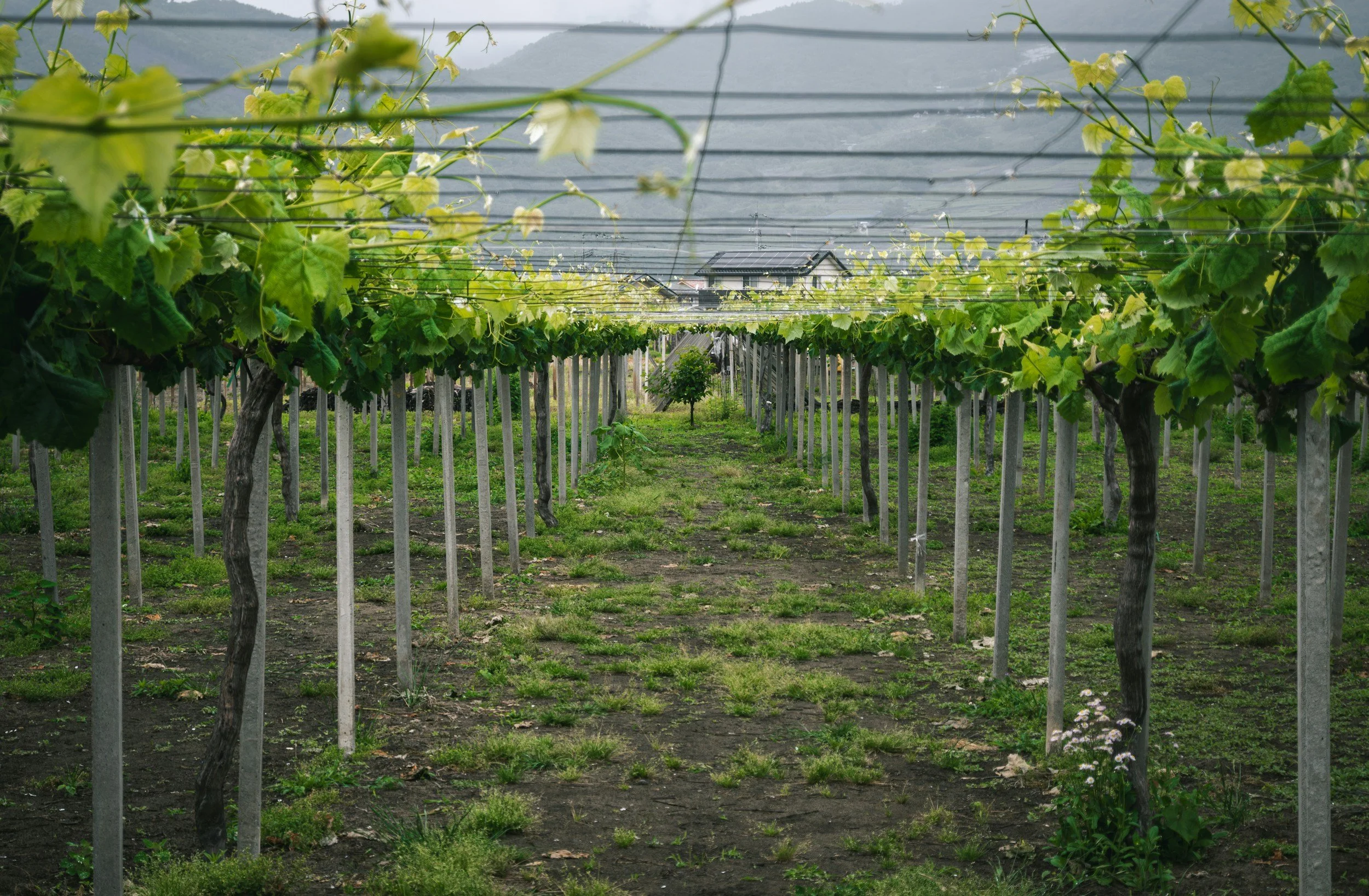 Yamanashi: Sweet Grape Paradise