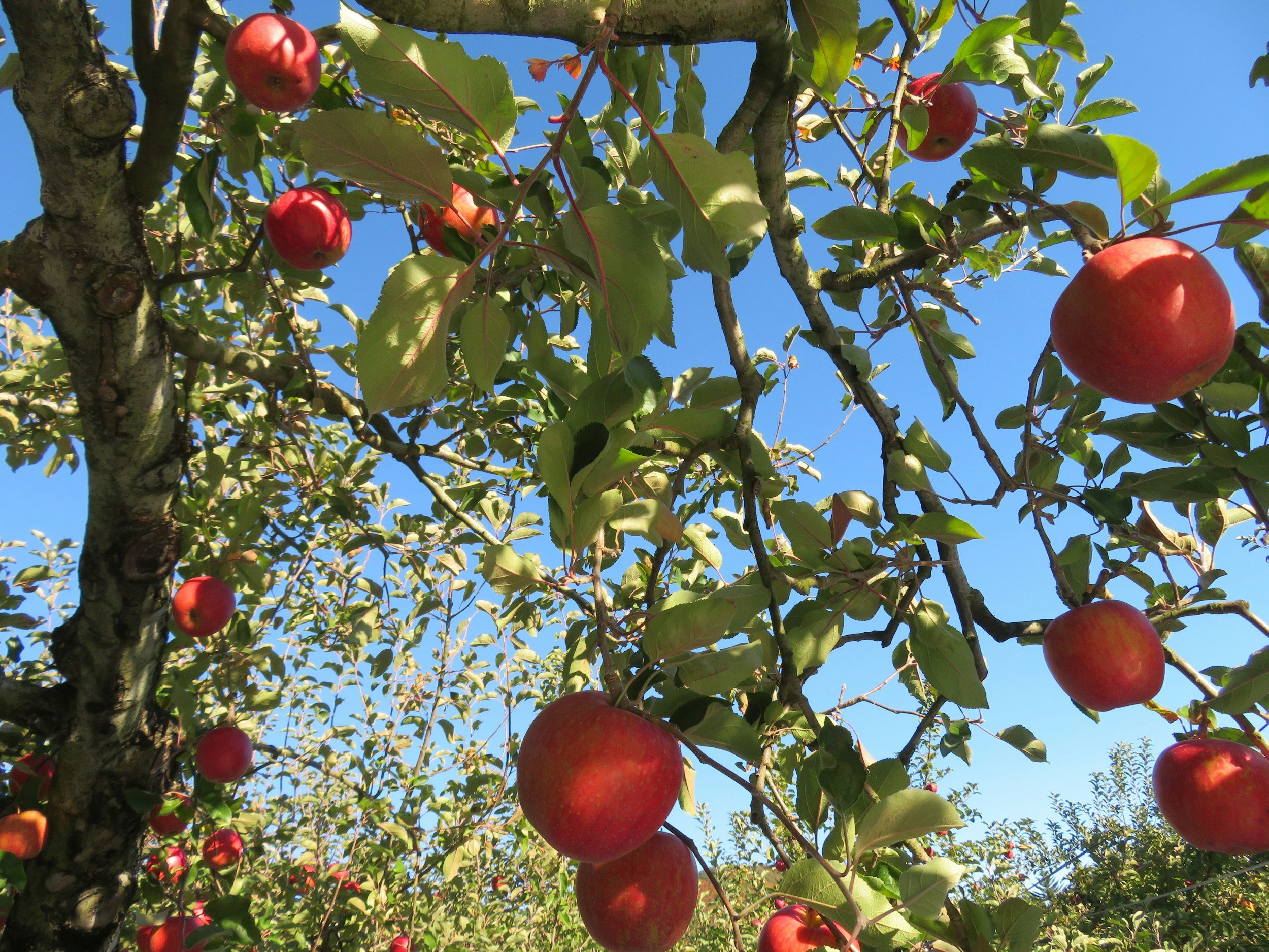 The juicy Japanese apple experience you don’t want to miss