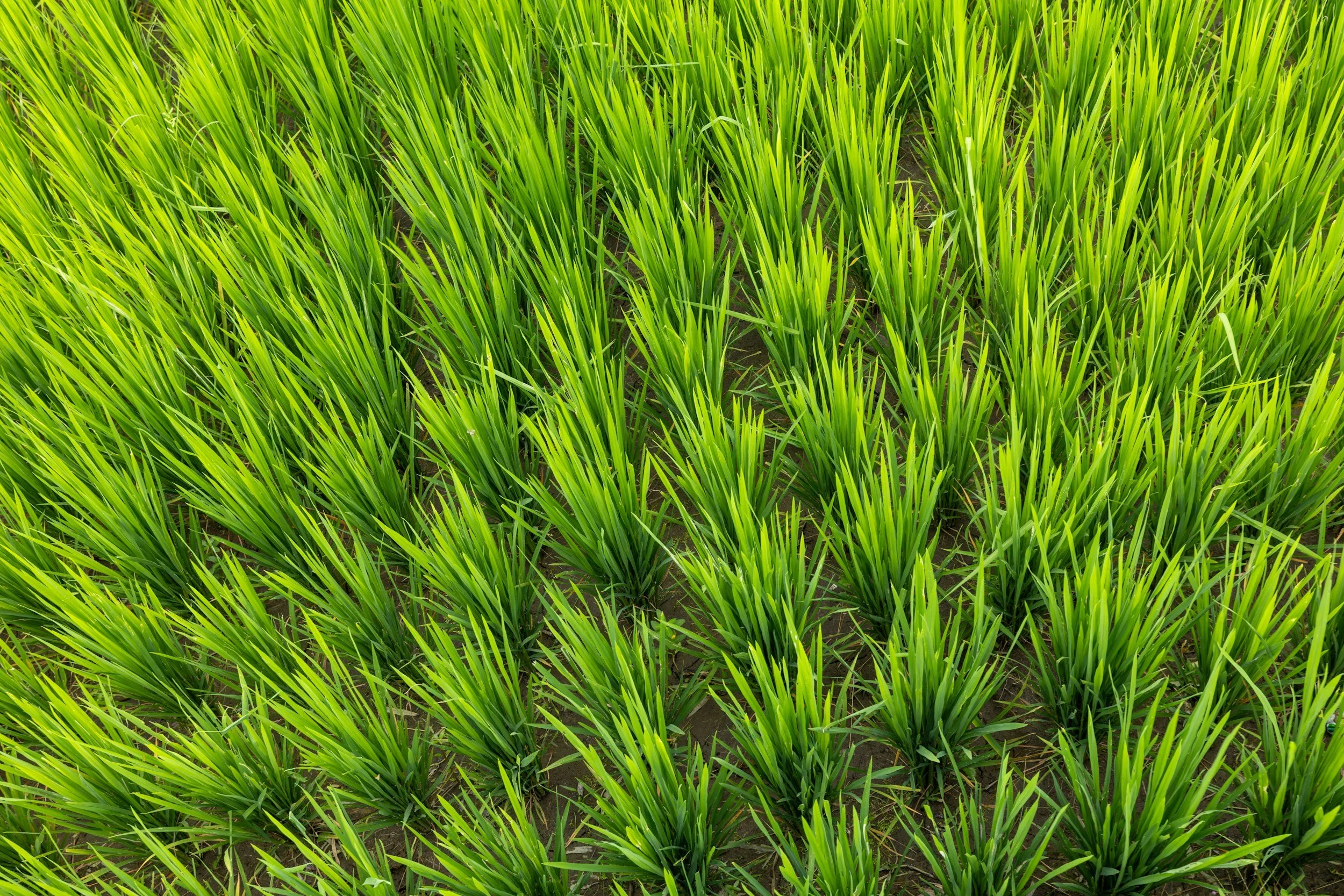TokudAw Inc.’s Charity Rice Planting Project