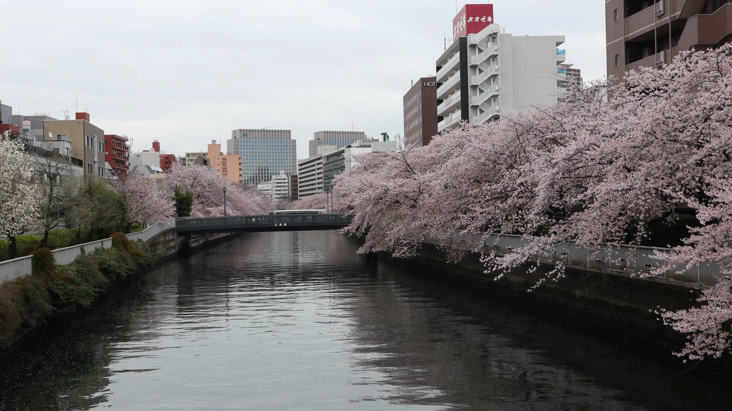 Not an Ordinary Walk in the Park: Different ways to enjoy Cherry Blossoms in Japan