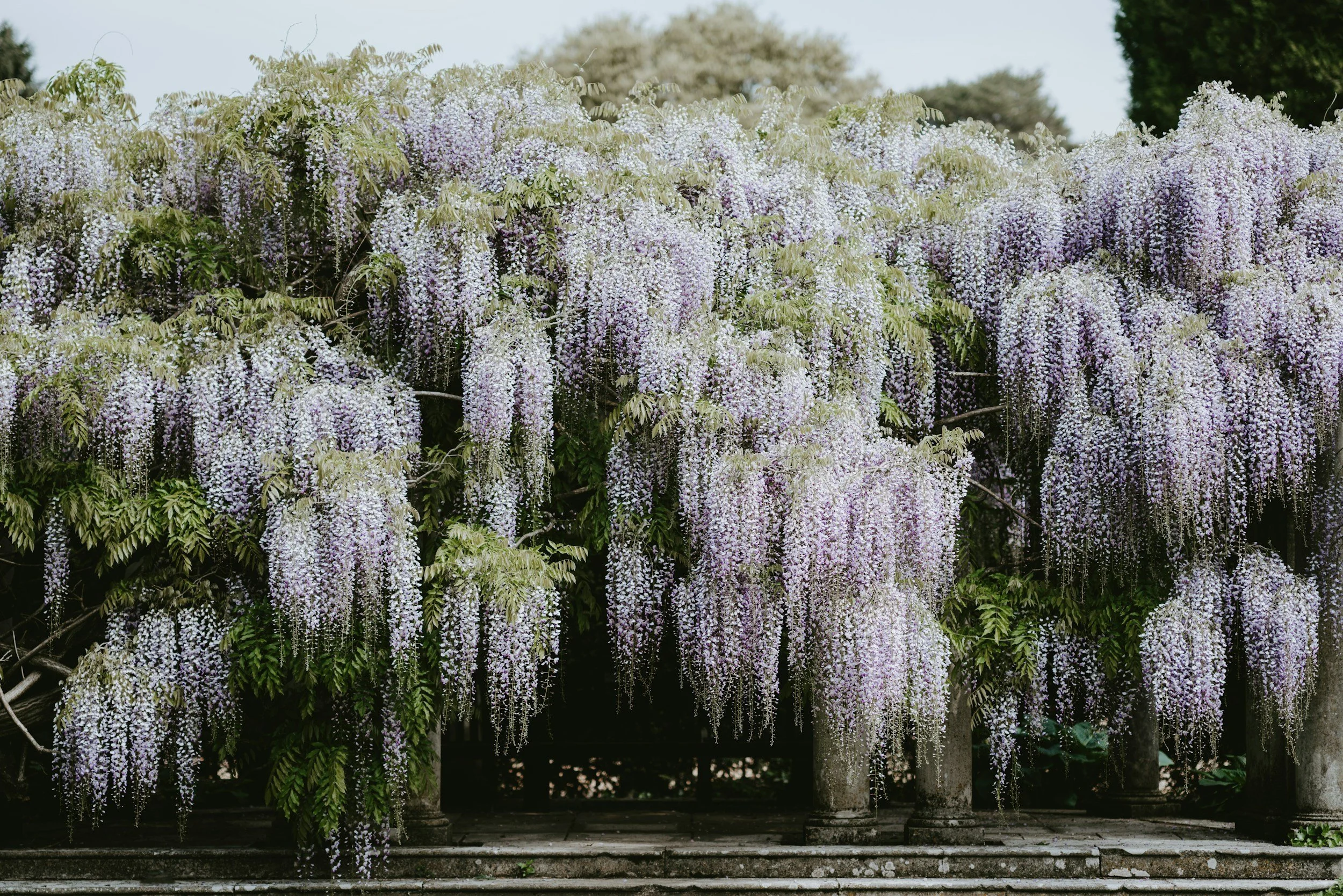 Japan’s Seasonal Flower Calendar: What flowers to See and where during GREEN×EXPO 2027