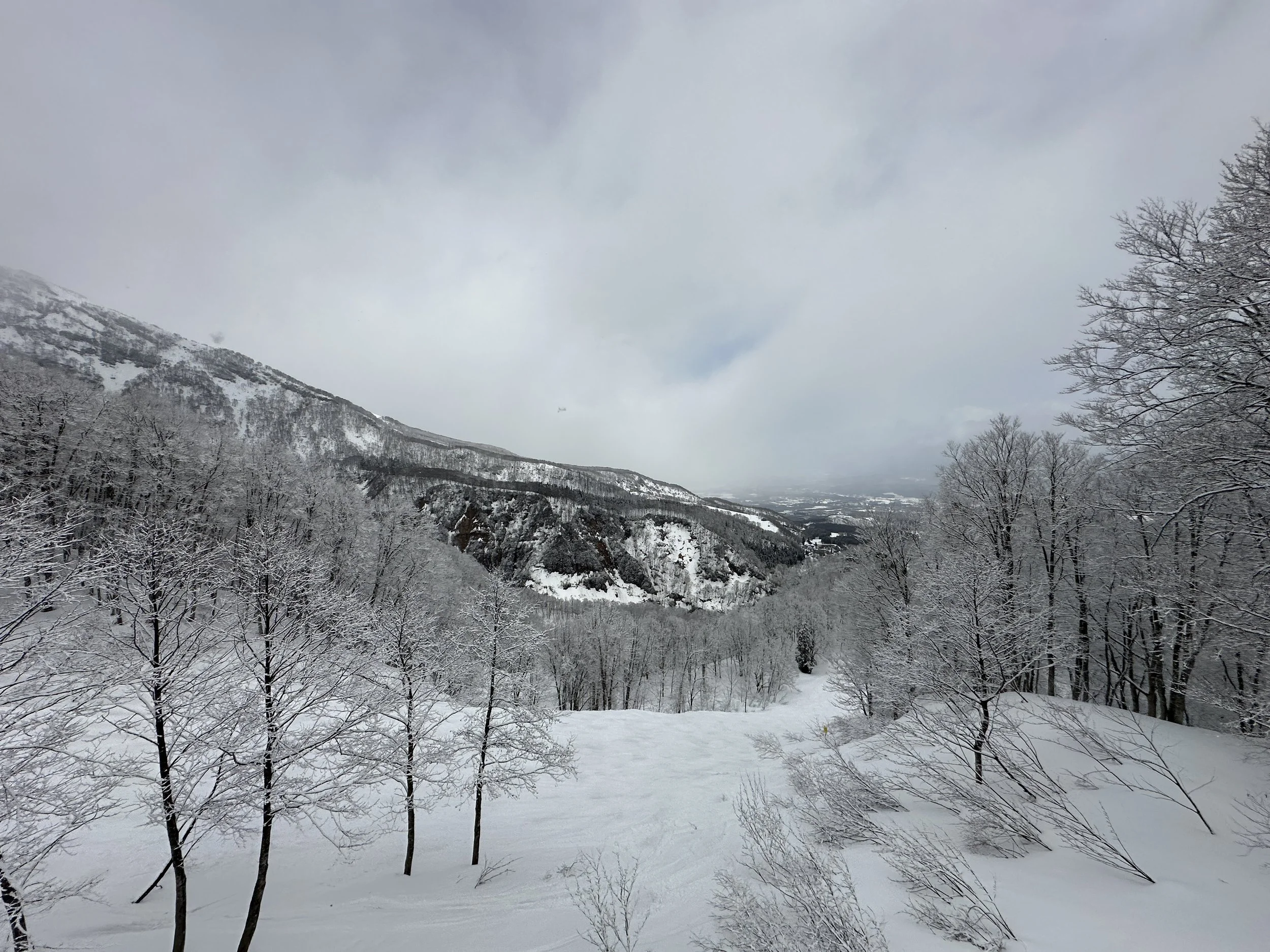 A view from the lift at Akakura Kanko taken looking through the treeline towards the oceanside. The trees appear with a dusting of fresh snow while brown cliffs peak out from nearby mountains in the background.