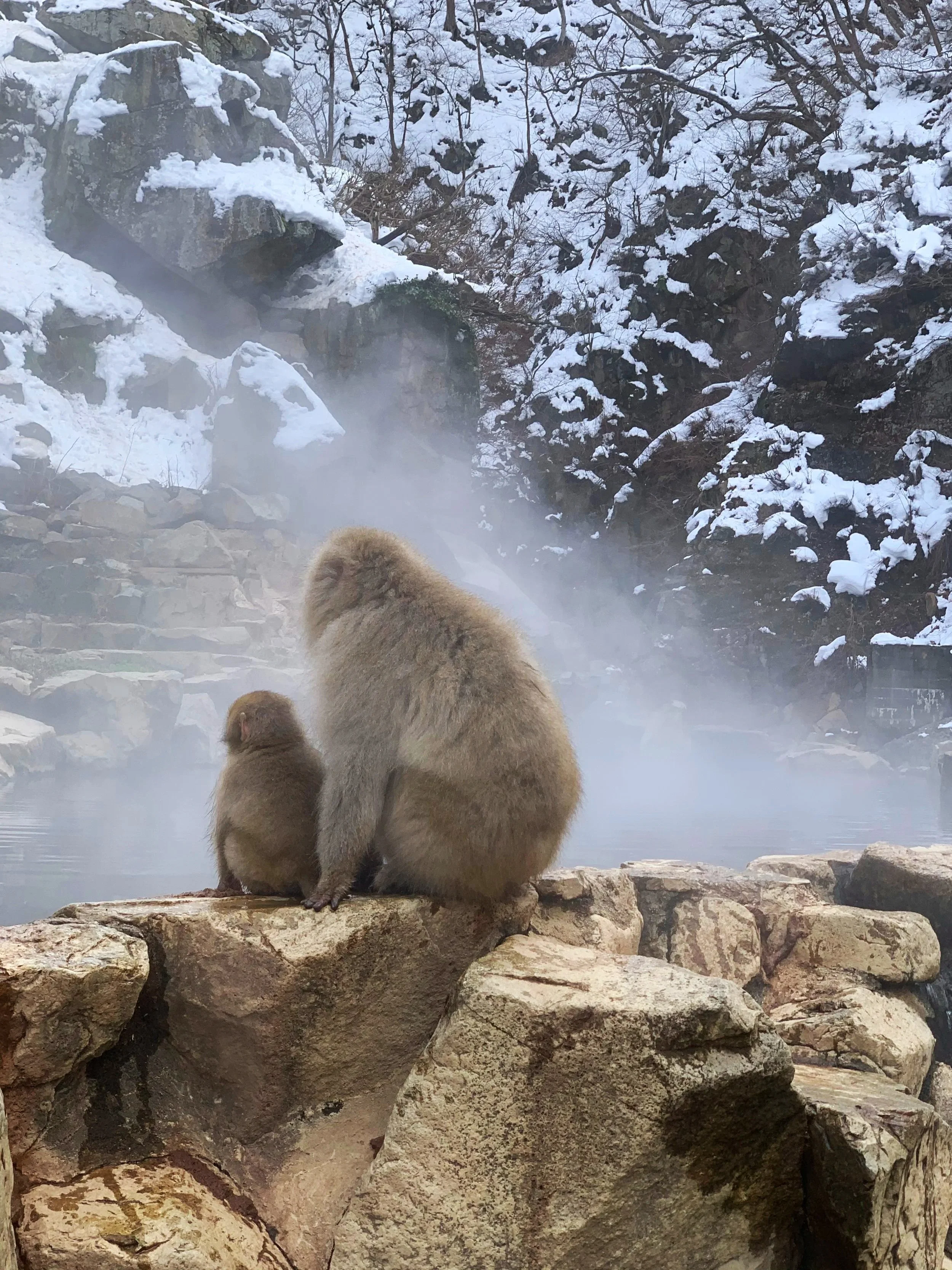 Two marmots sitting on a rocky surface near a hot spring with steam rising, snow-covered trees and rocks in the background.