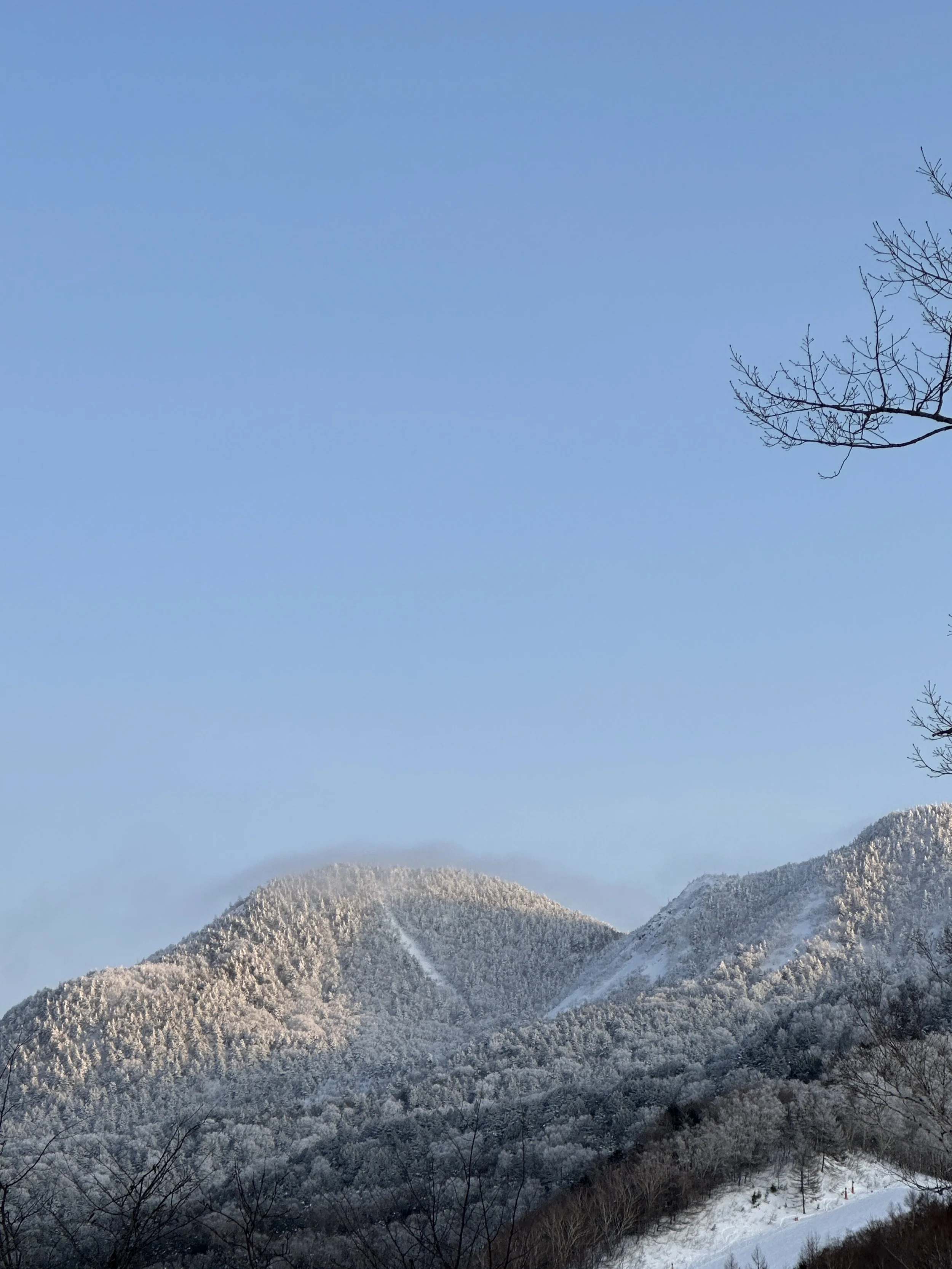 A mountain view from the top of a piste at Shiga Kogen showcasing the late day's sun and freshly fallen snow on the treetops.