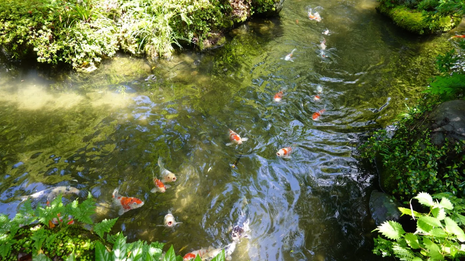 Yellow, white and orange koi fish gather to be fed in a Japanese garden.