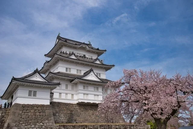 A white 3 story Japanese castle sits atop a stone wall with a pink cherry blossom tree in front on a cloud sunny day.