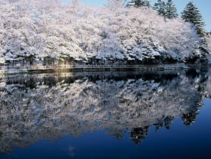 A row of cherry blossoms in full-bloom lines a river at dusk.