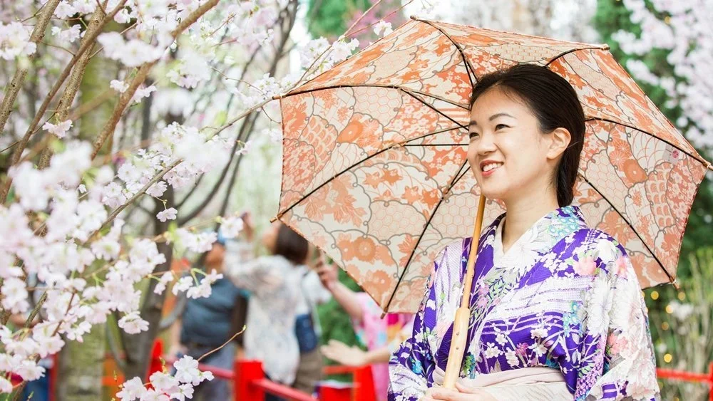 A woman stands near a cherry blossom with an orange umbrella and wearing a purple kimono.