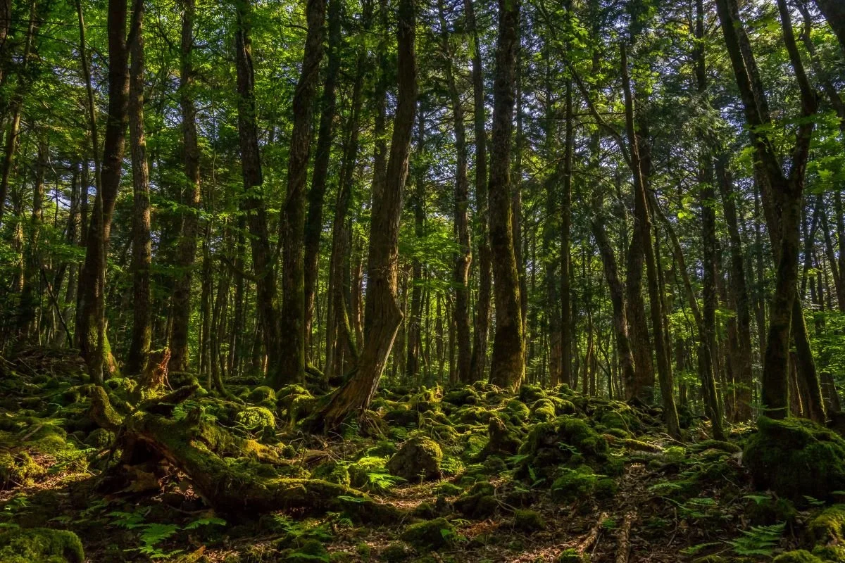 A forest covered with moss and tall trees known as Aokigahara Forest at Mt Fuji.