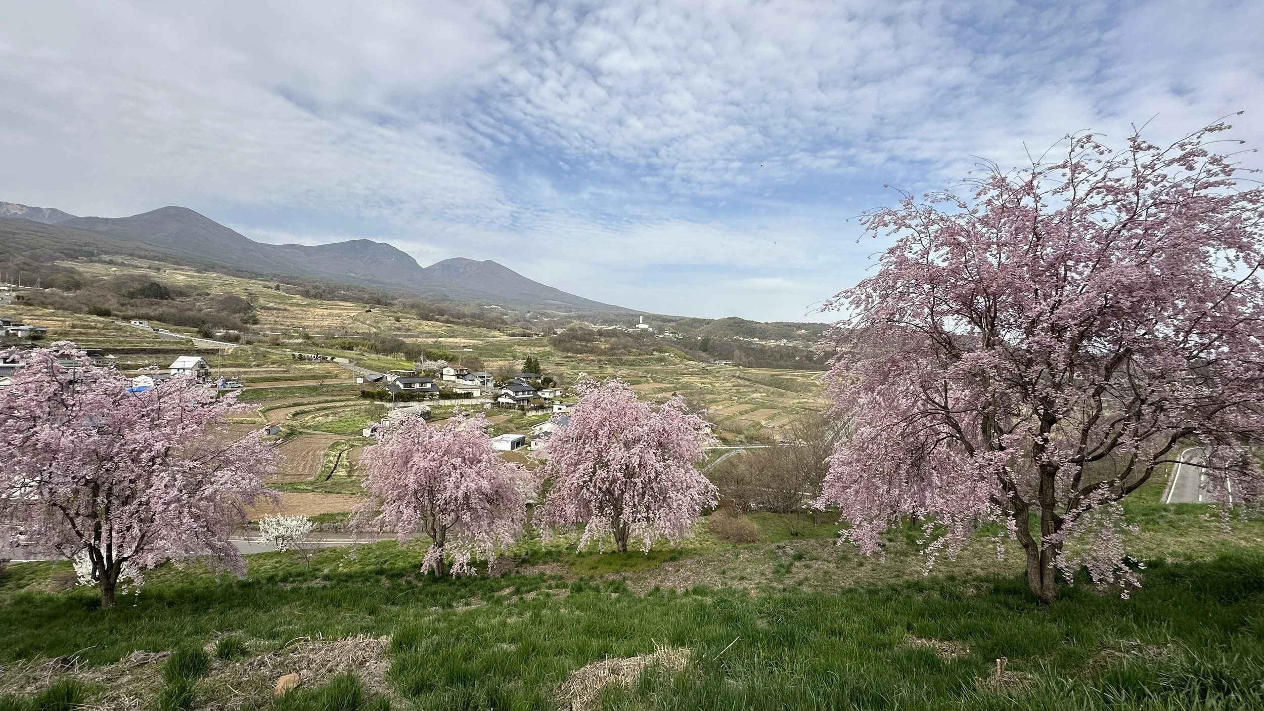 Scenic view of pink cherry blossom trees, farmland, and houses in a valley with mountains in the background under a partly cloudy sky.