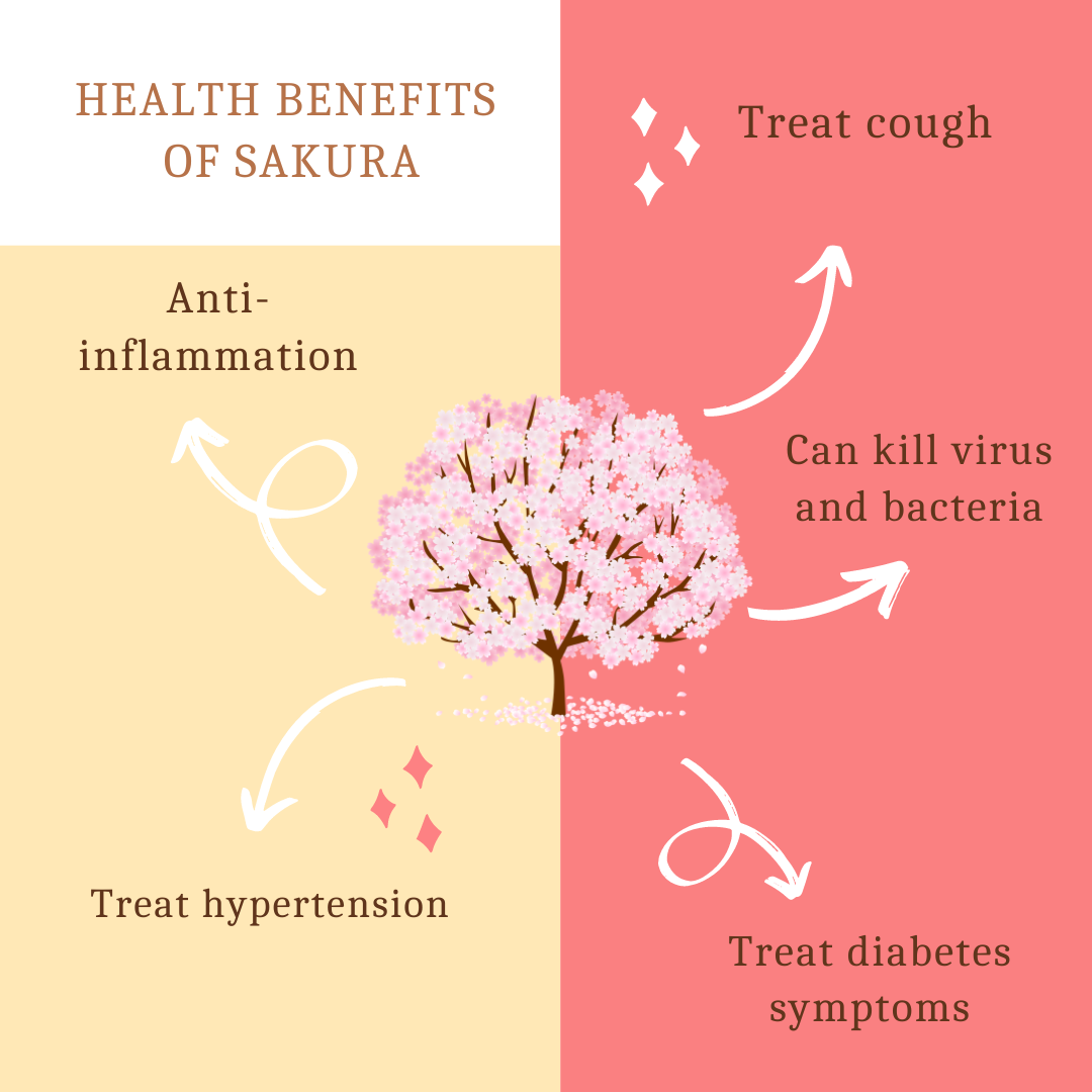 An infographic on the health benefits of Cherry blossoms from treating coughs to killing bacteria or helping to treat diabetes.