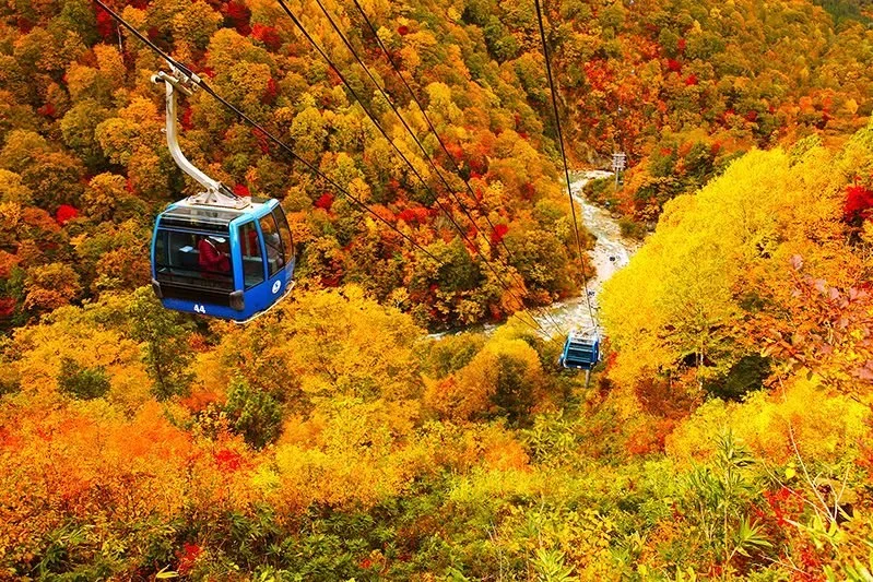Image of a gondola passing through a golden yellow tree lined fall valley.