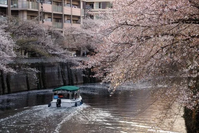 A boat cruises down a canal in the city flanked by pink trees.