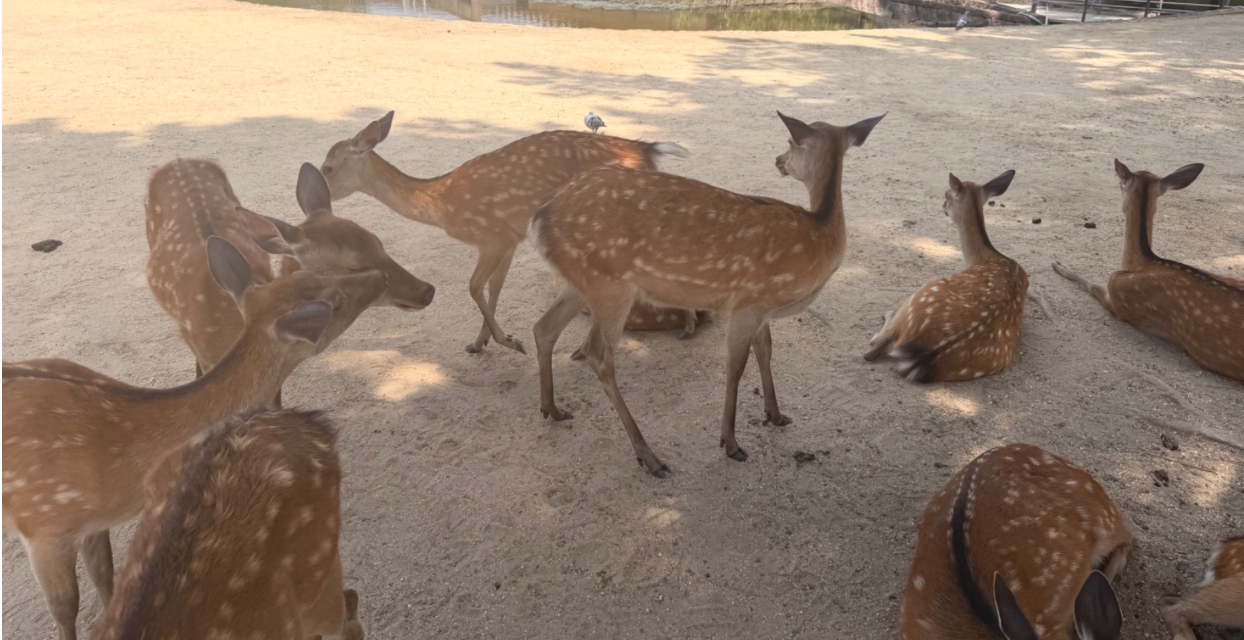 Several deer in Nara park congregate.