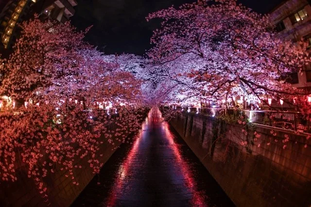 A canal flanked by flowering cherry blossoming trees is lit up with a pink glow of lights.